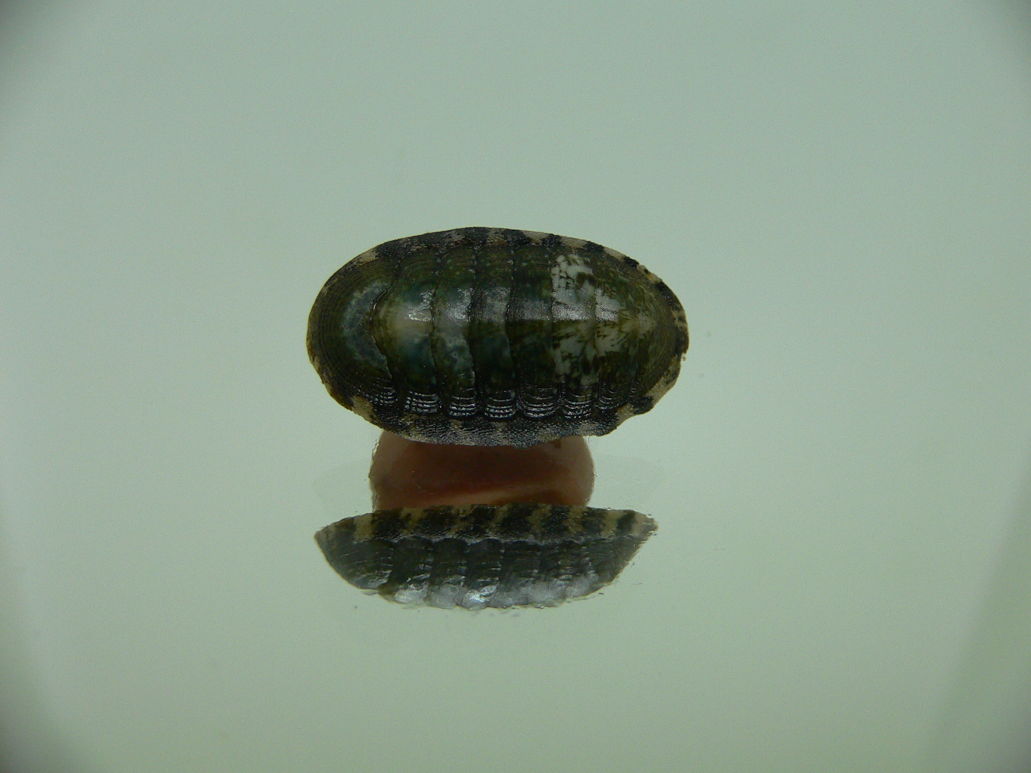 Chiton SP. 2