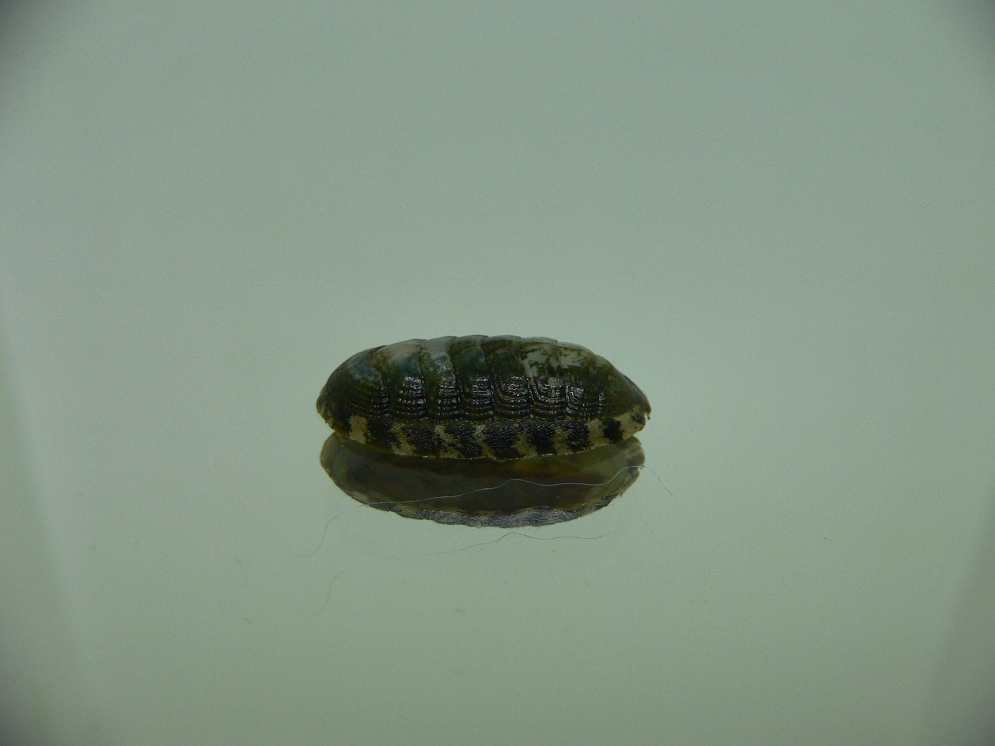 Chiton SP. 2