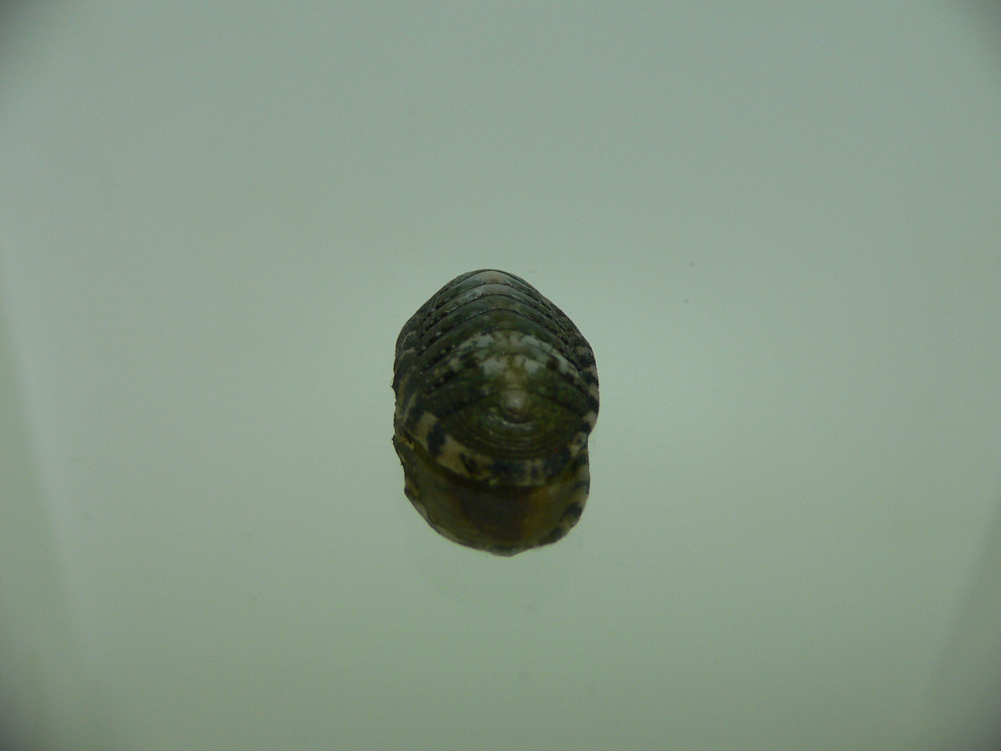 Chiton SP. 2