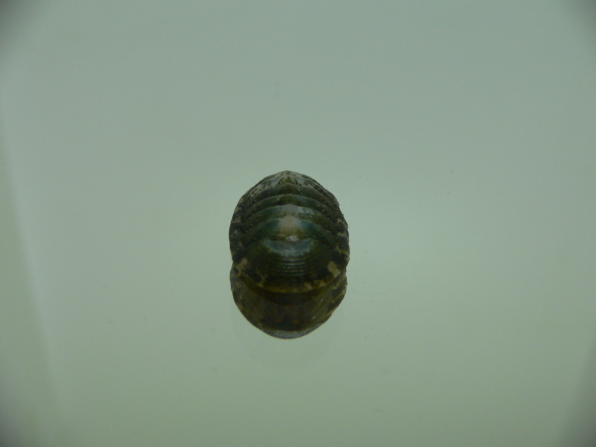 Chiton SP. 2