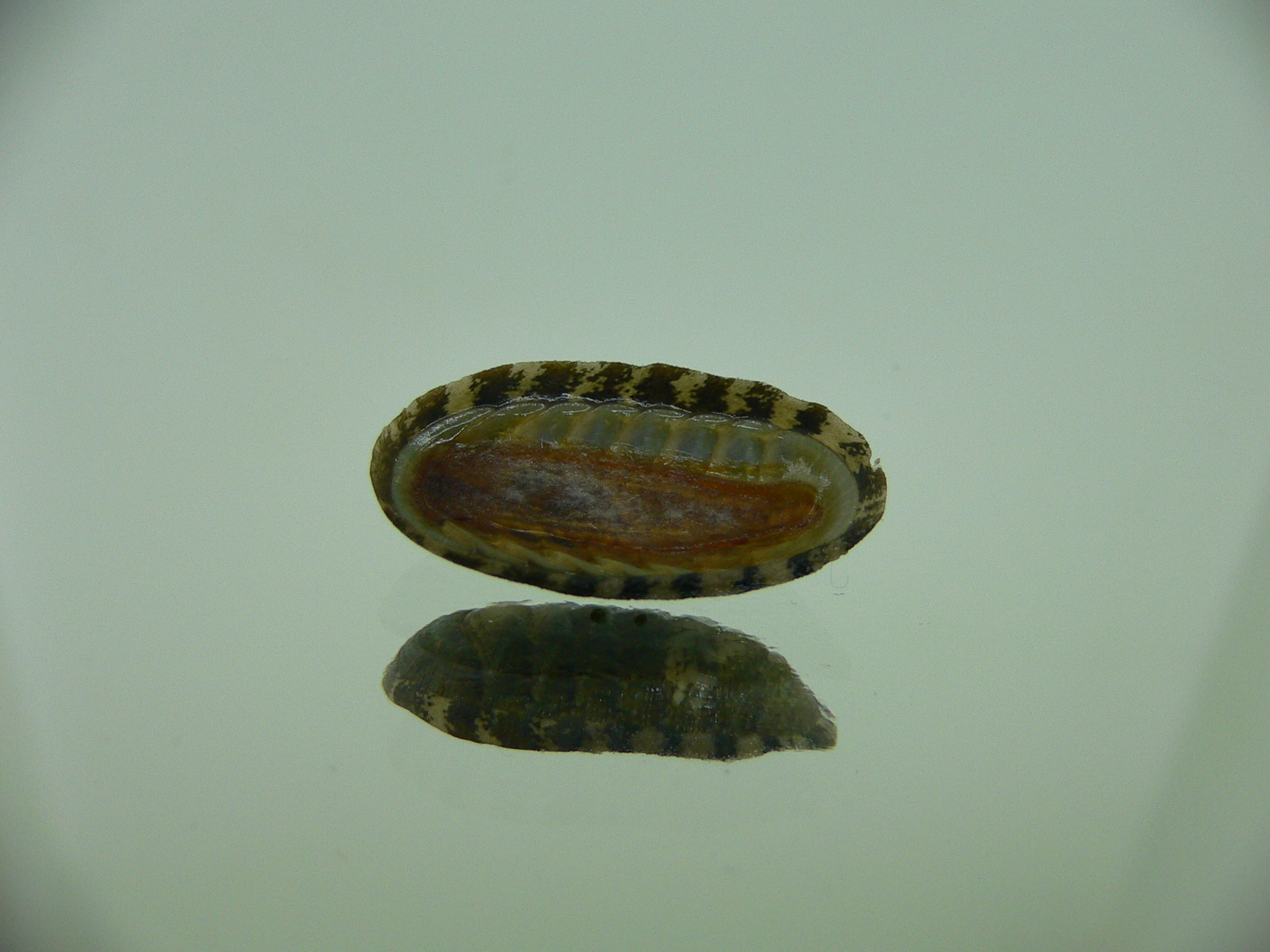 Chiton SP. 2