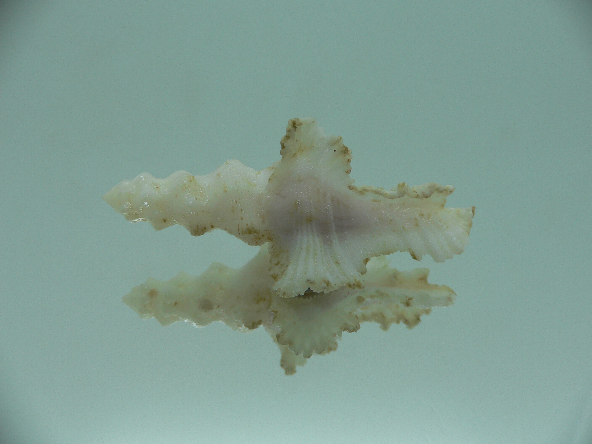 Pterynotus bipinnatus RARE