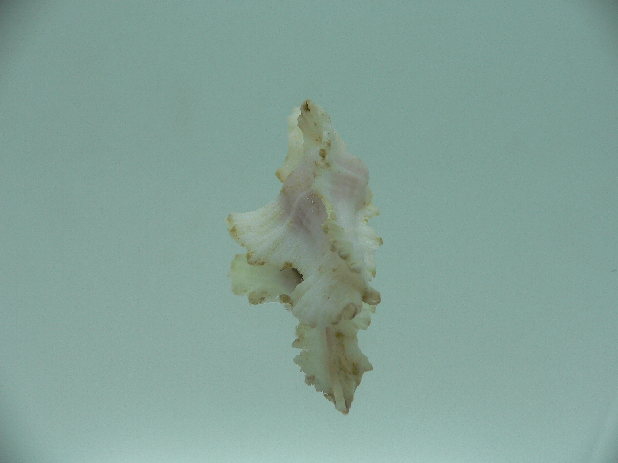 Pterynotus bipinnatus RARE