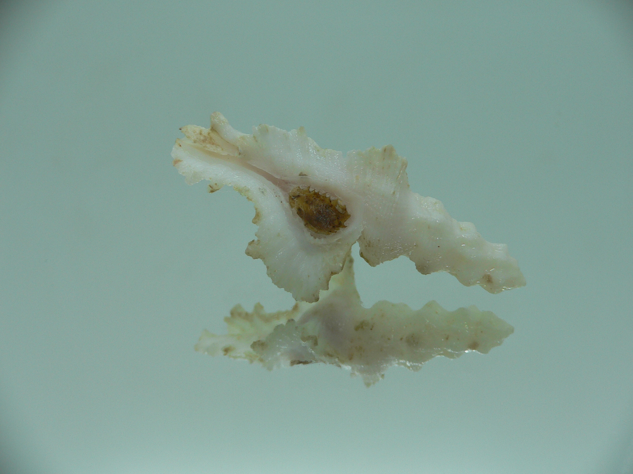 Pterynotus bipinnatus RARE