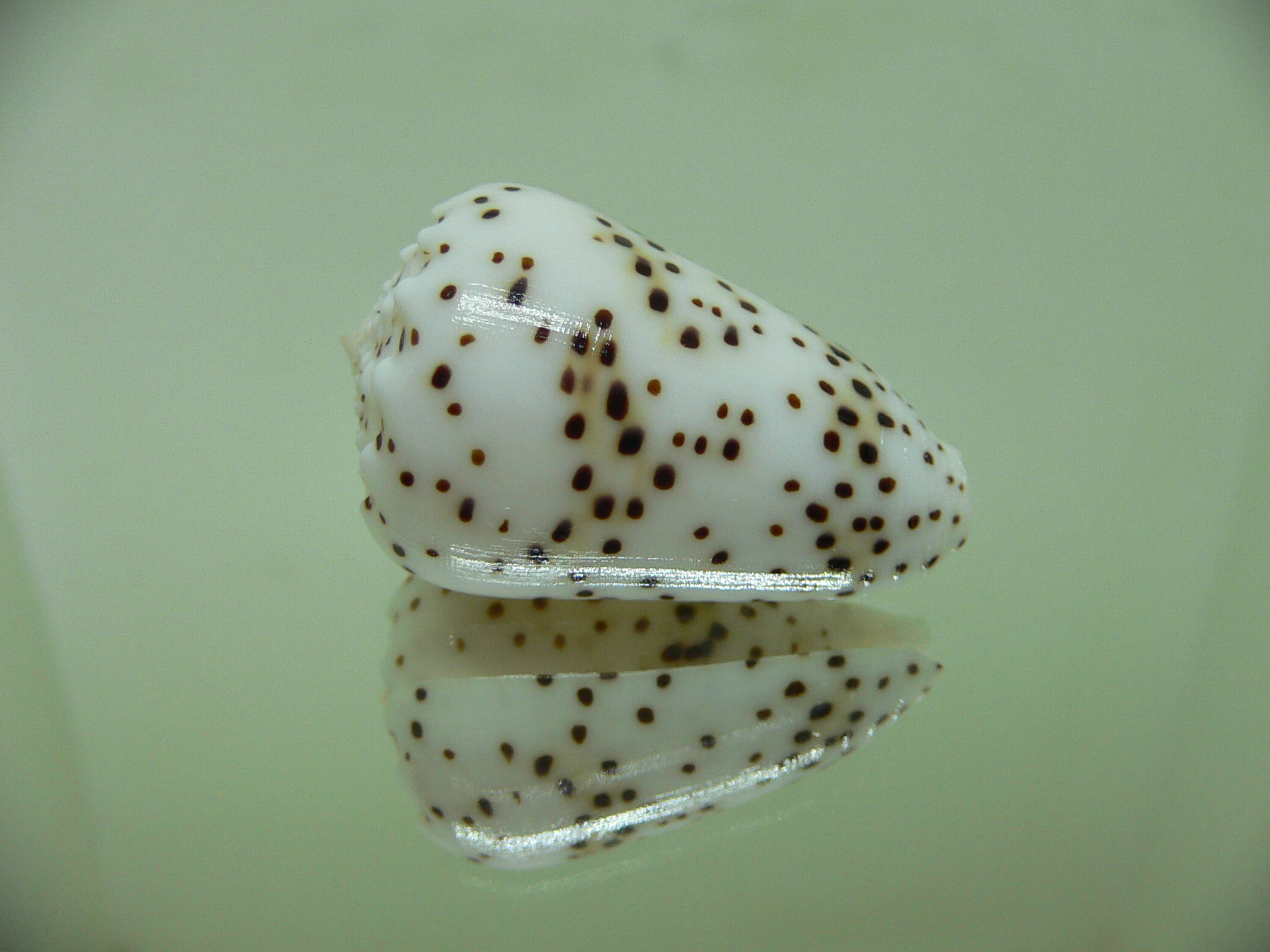 Conus pulicarius pulicarius