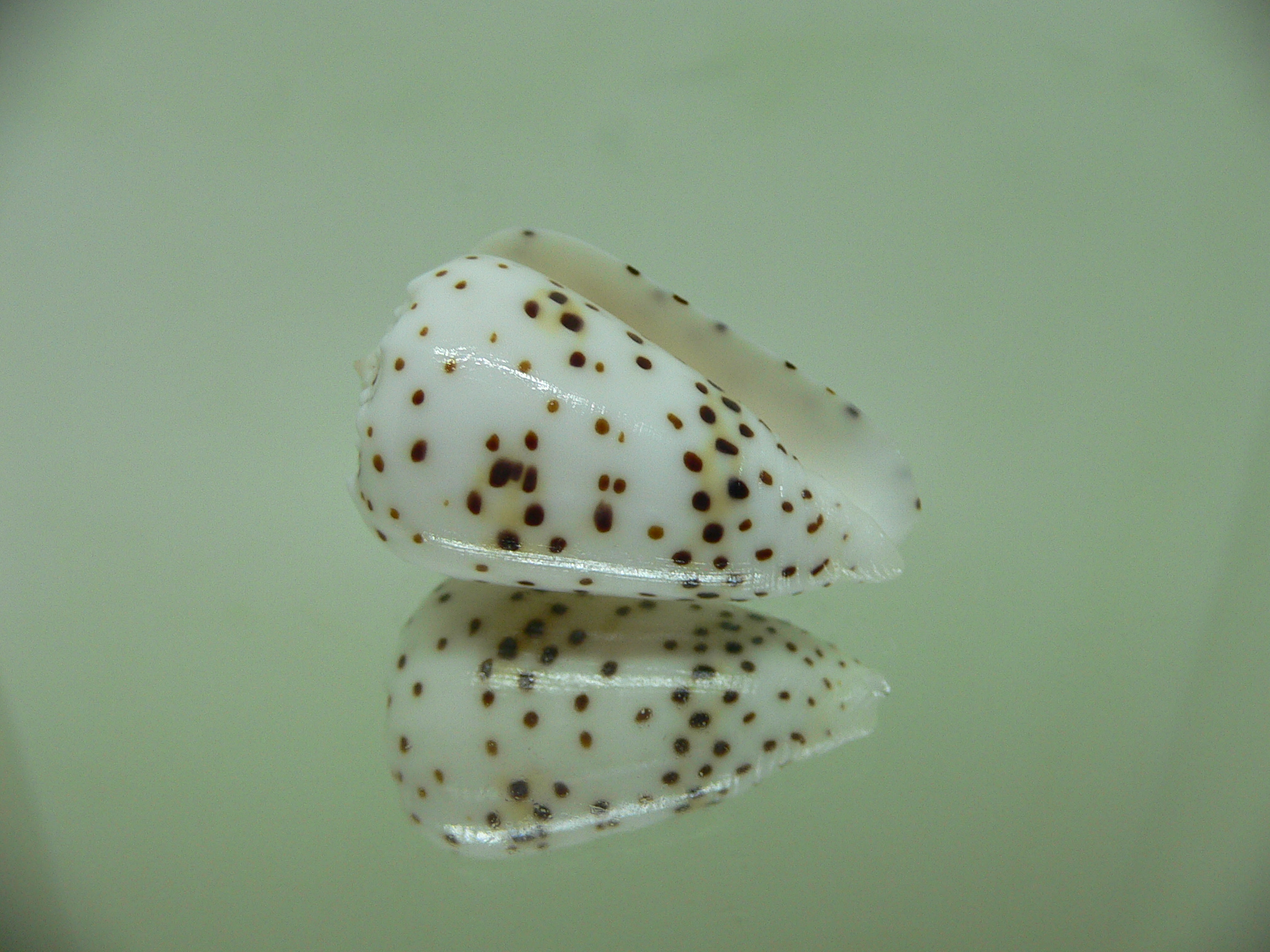 Conus pulicarius pulicarius