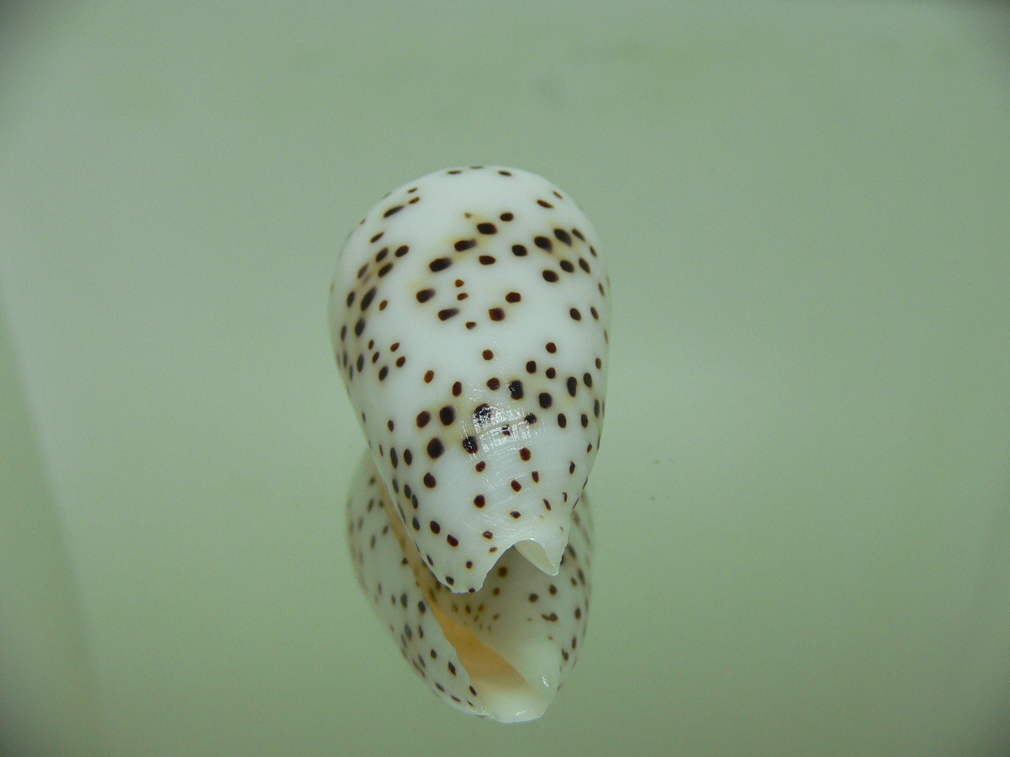 Conus pulicarius pulicarius