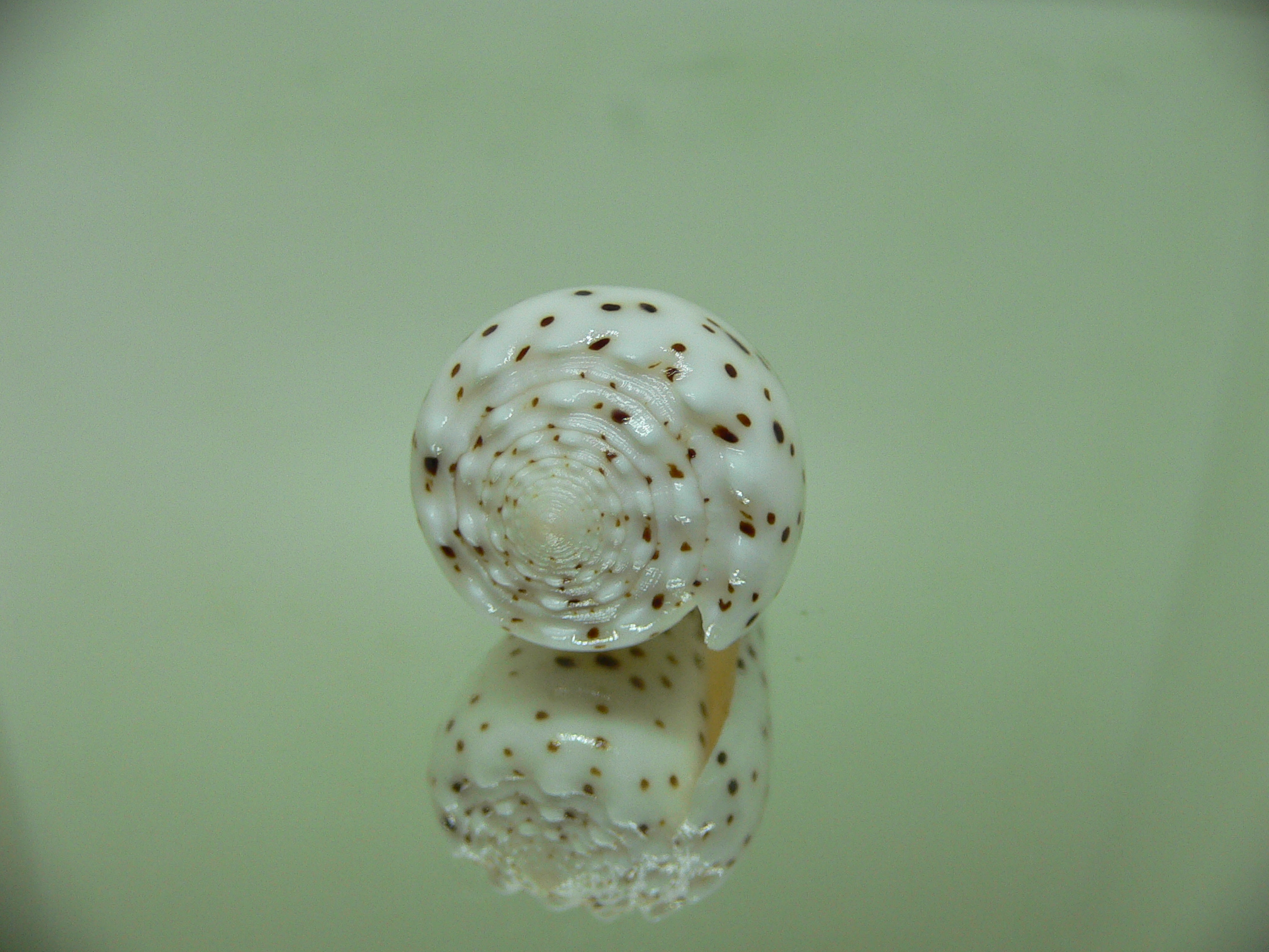 Conus pulicarius pulicarius