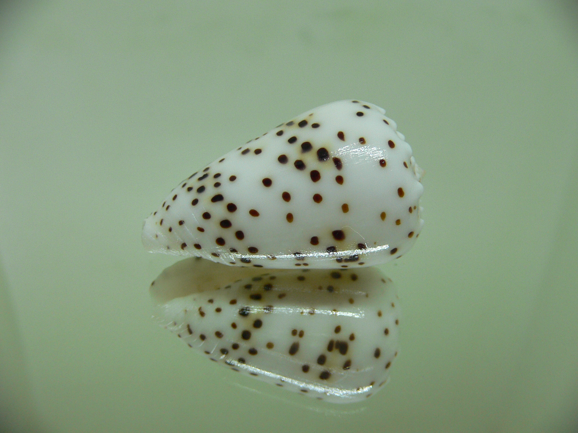 Conus pulicarius pulicarius