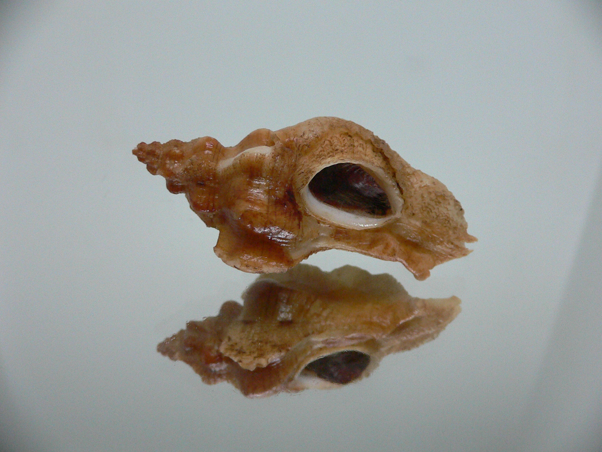 Pteropurpura festiva