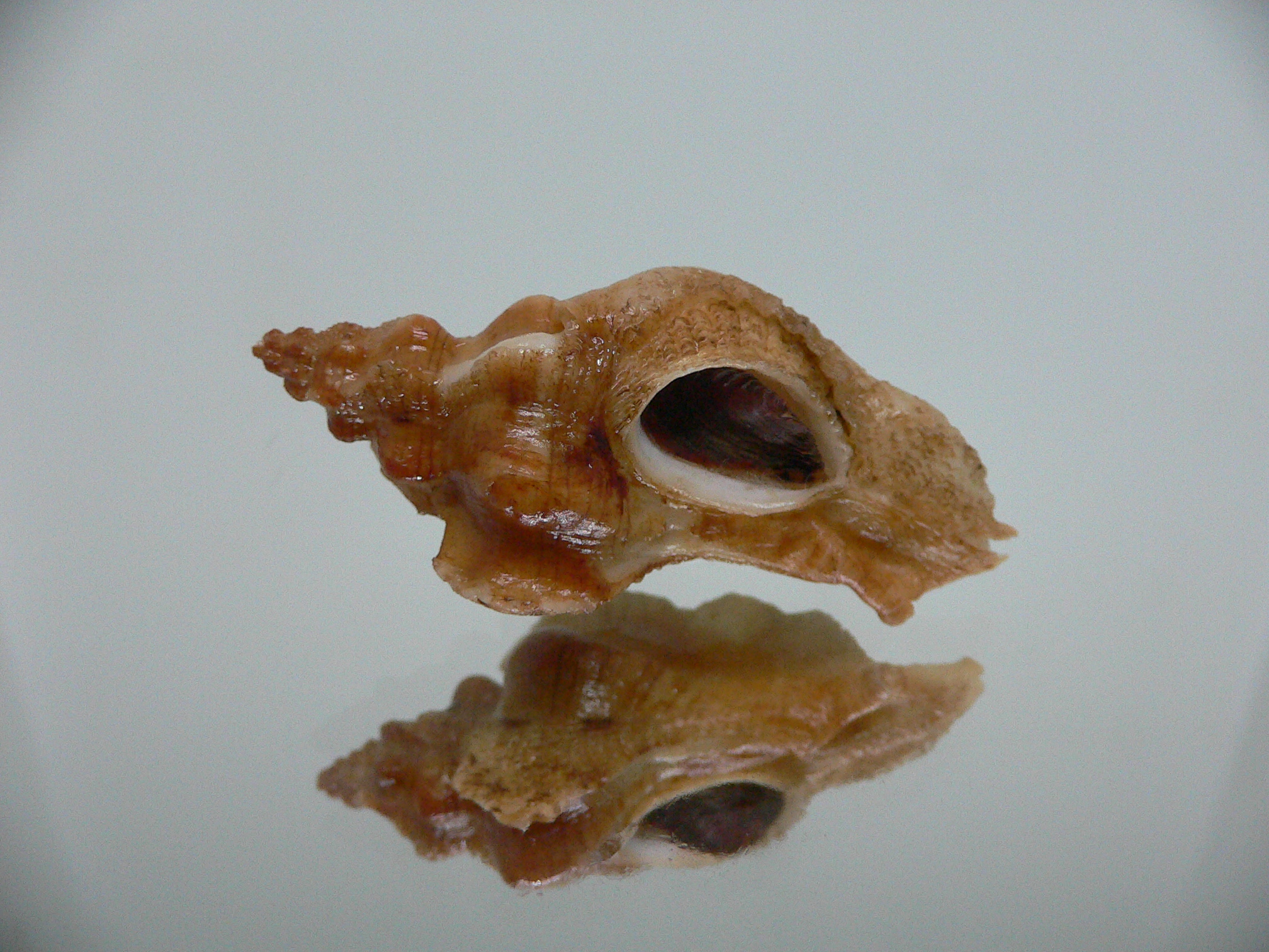 Pteropurpura festiva