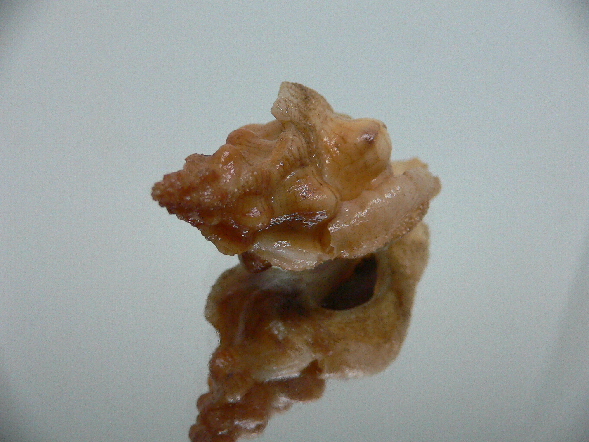 Pteropurpura festiva