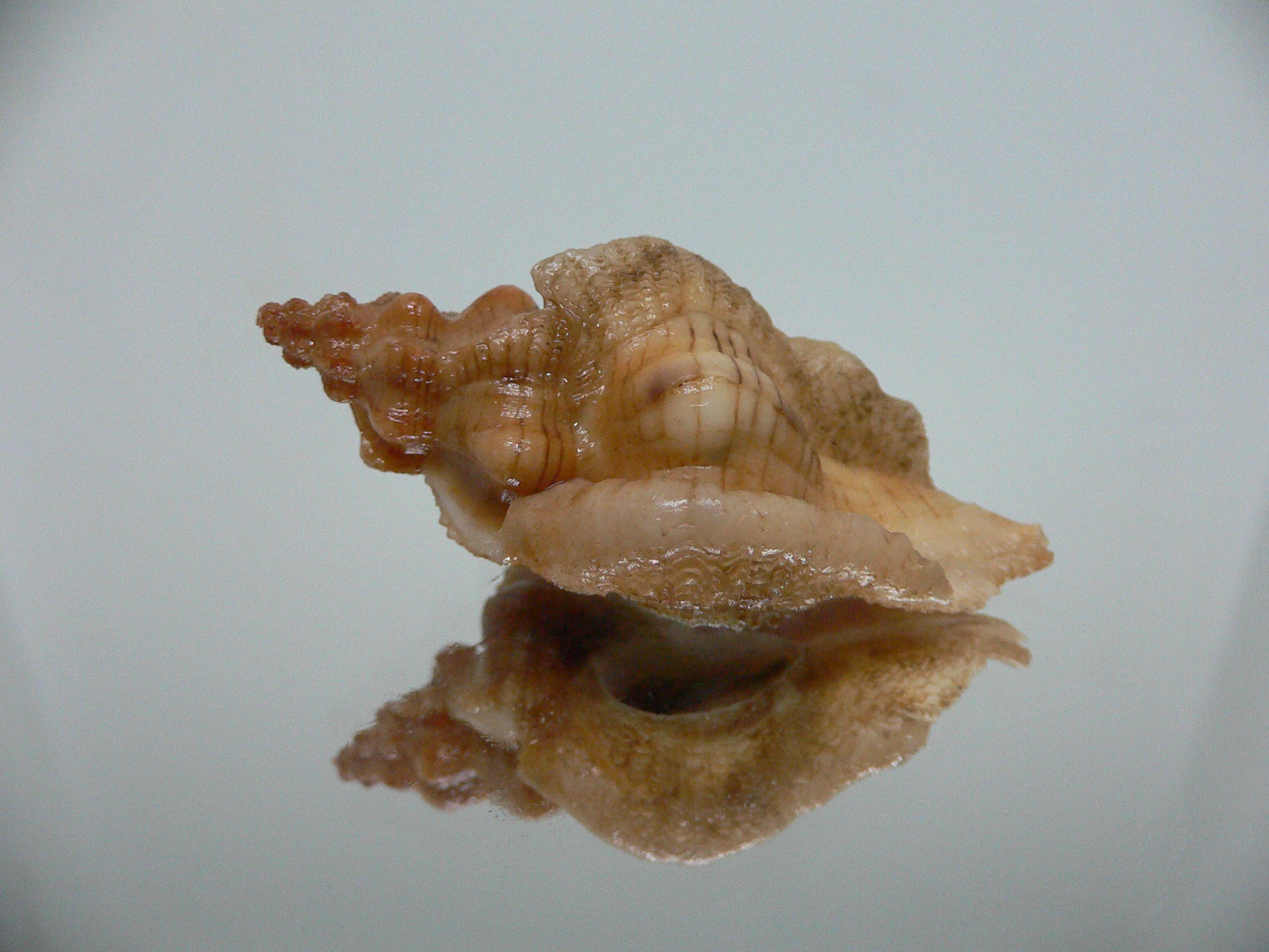 Pteropurpura festiva