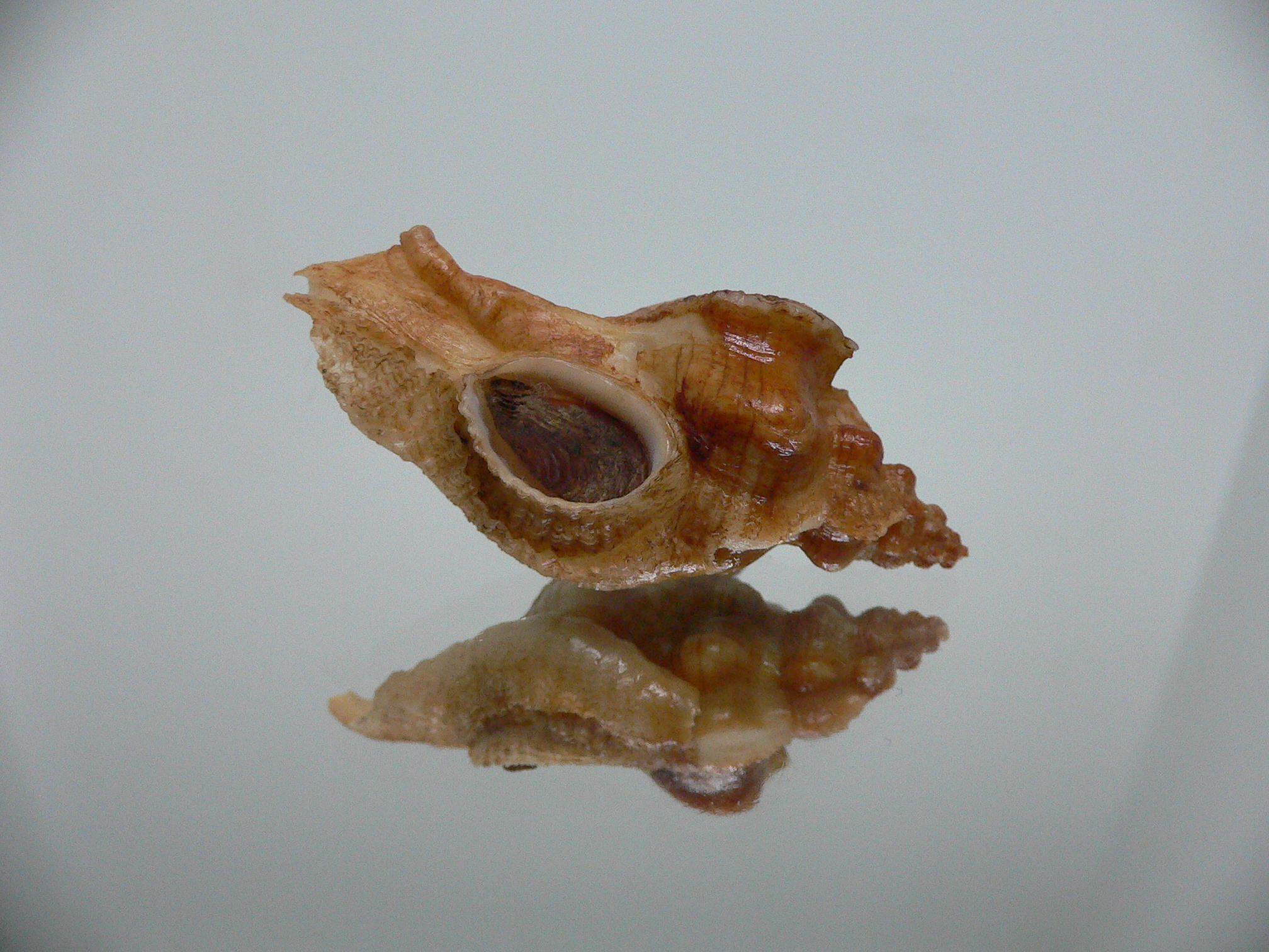 Pteropurpura festiva