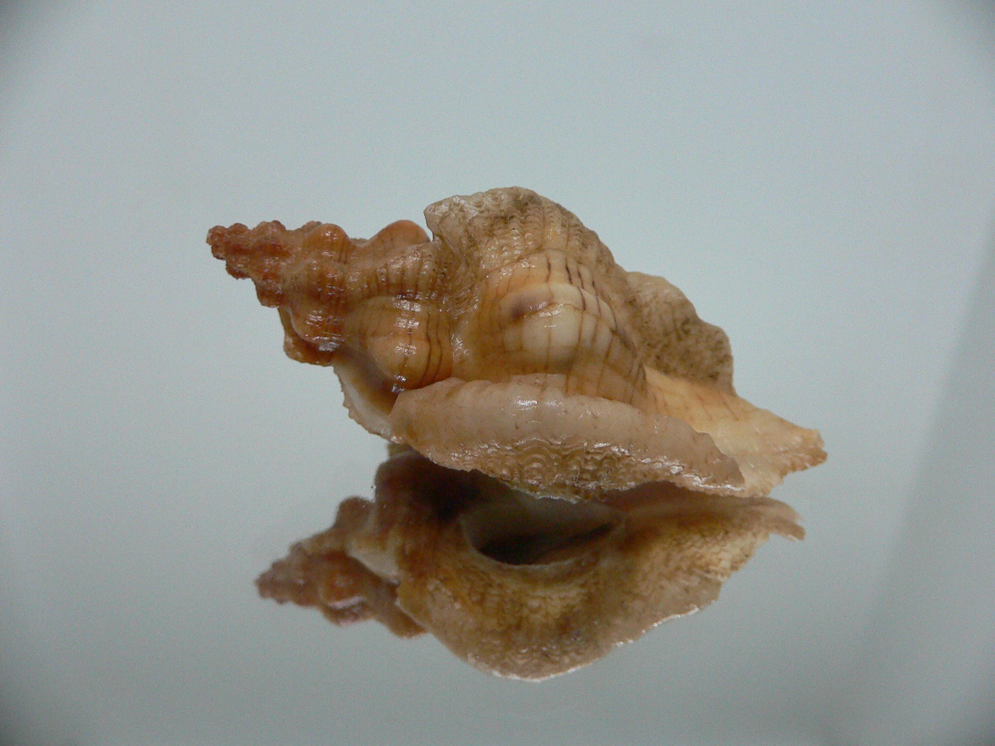 Pteropurpura festiva