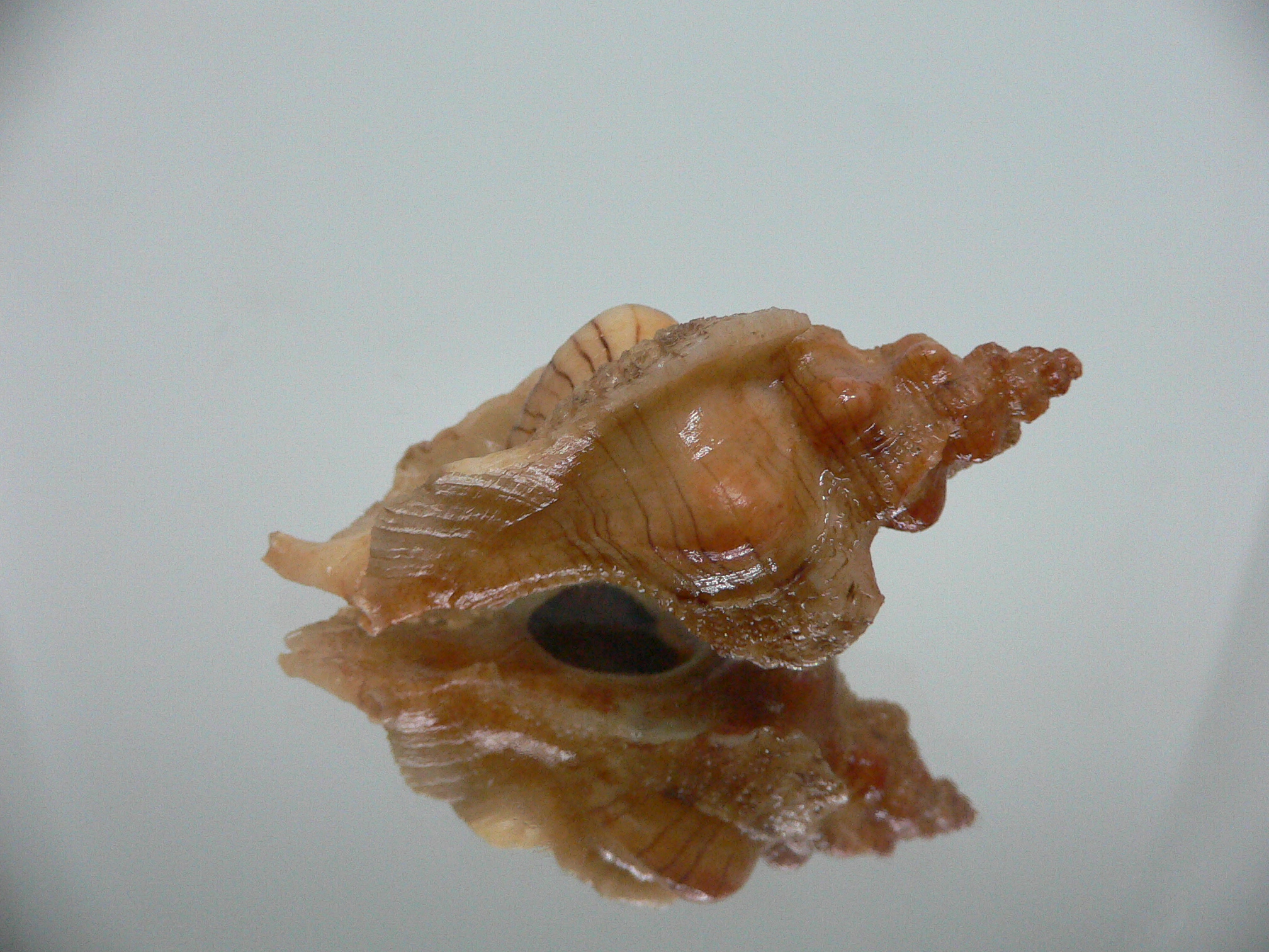 Pteropurpura festiva