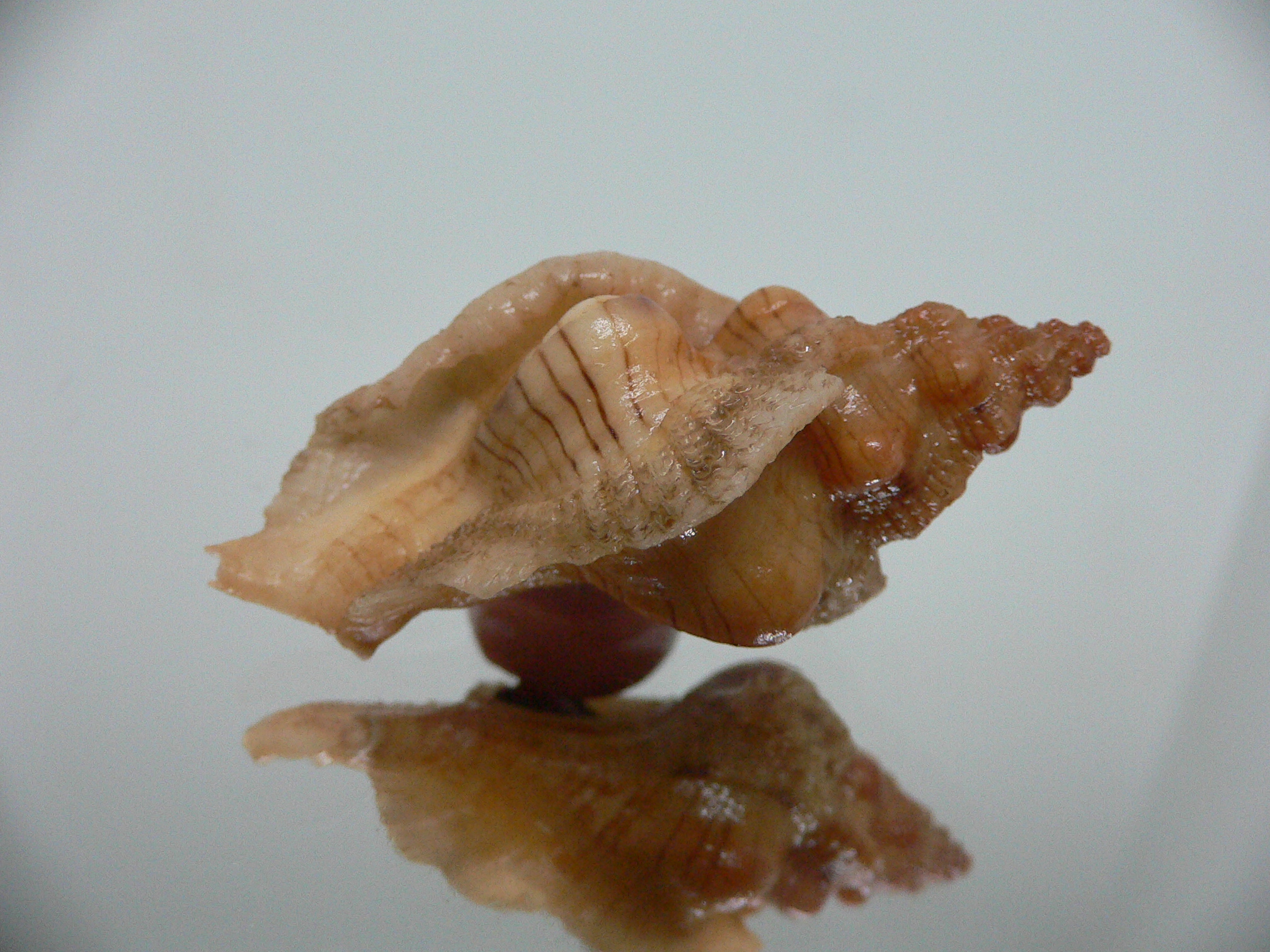 Pteropurpura festiva