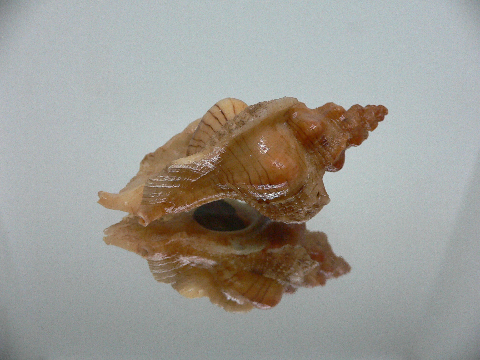 Pteropurpura festiva