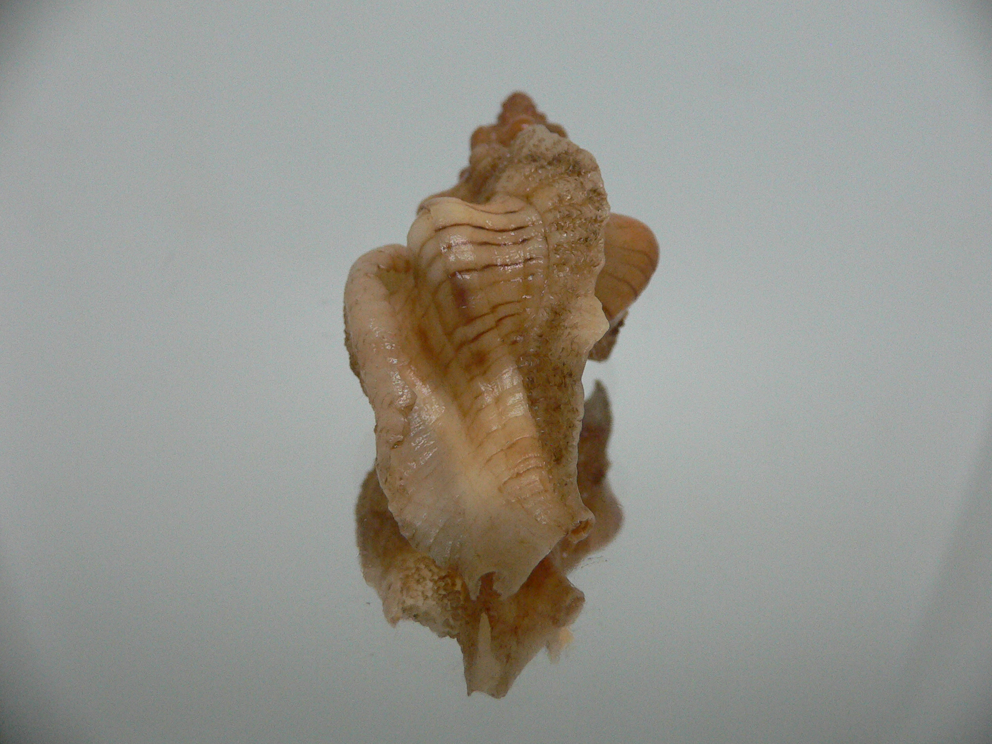 Pteropurpura festiva