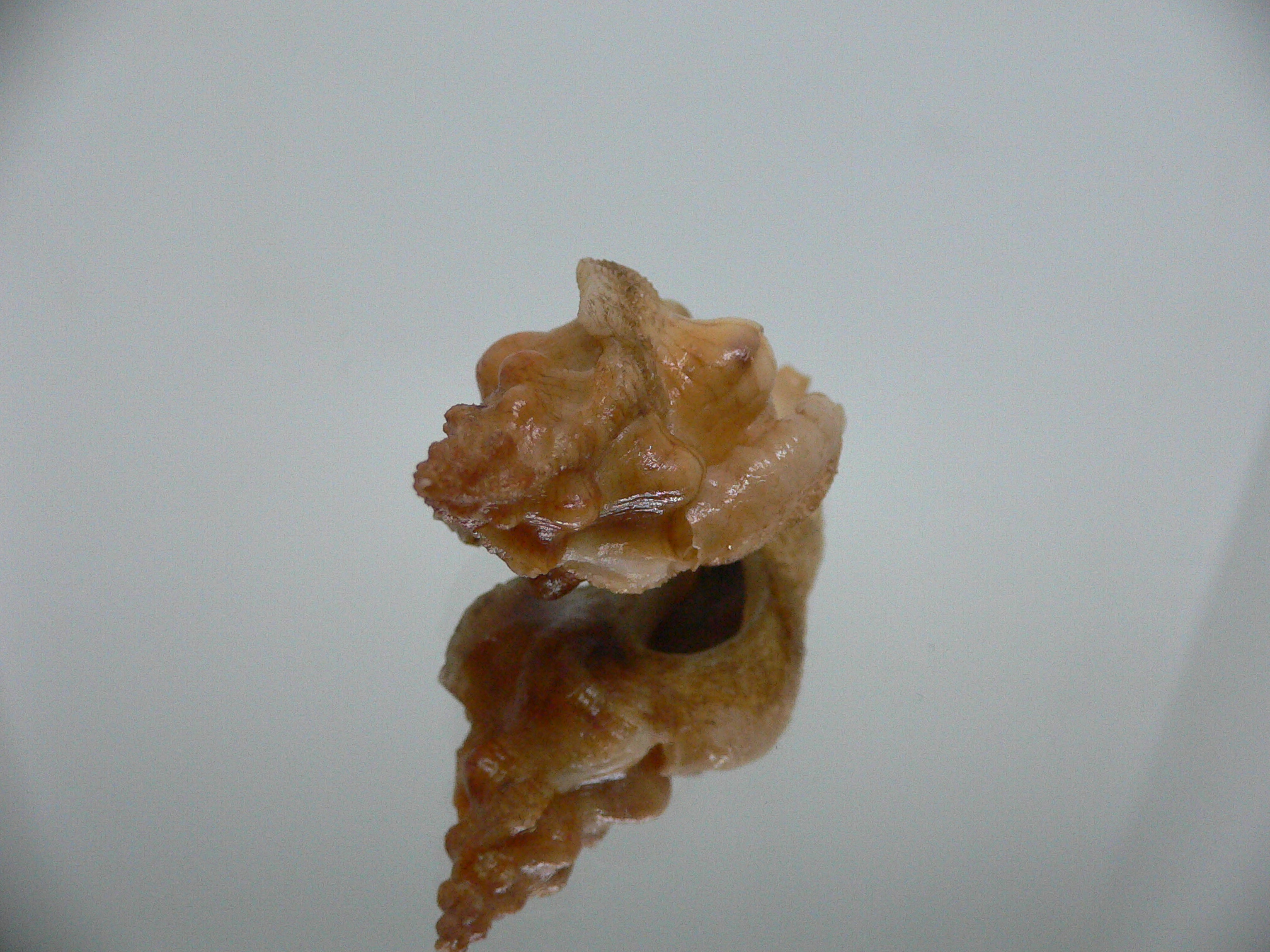 Pteropurpura festiva