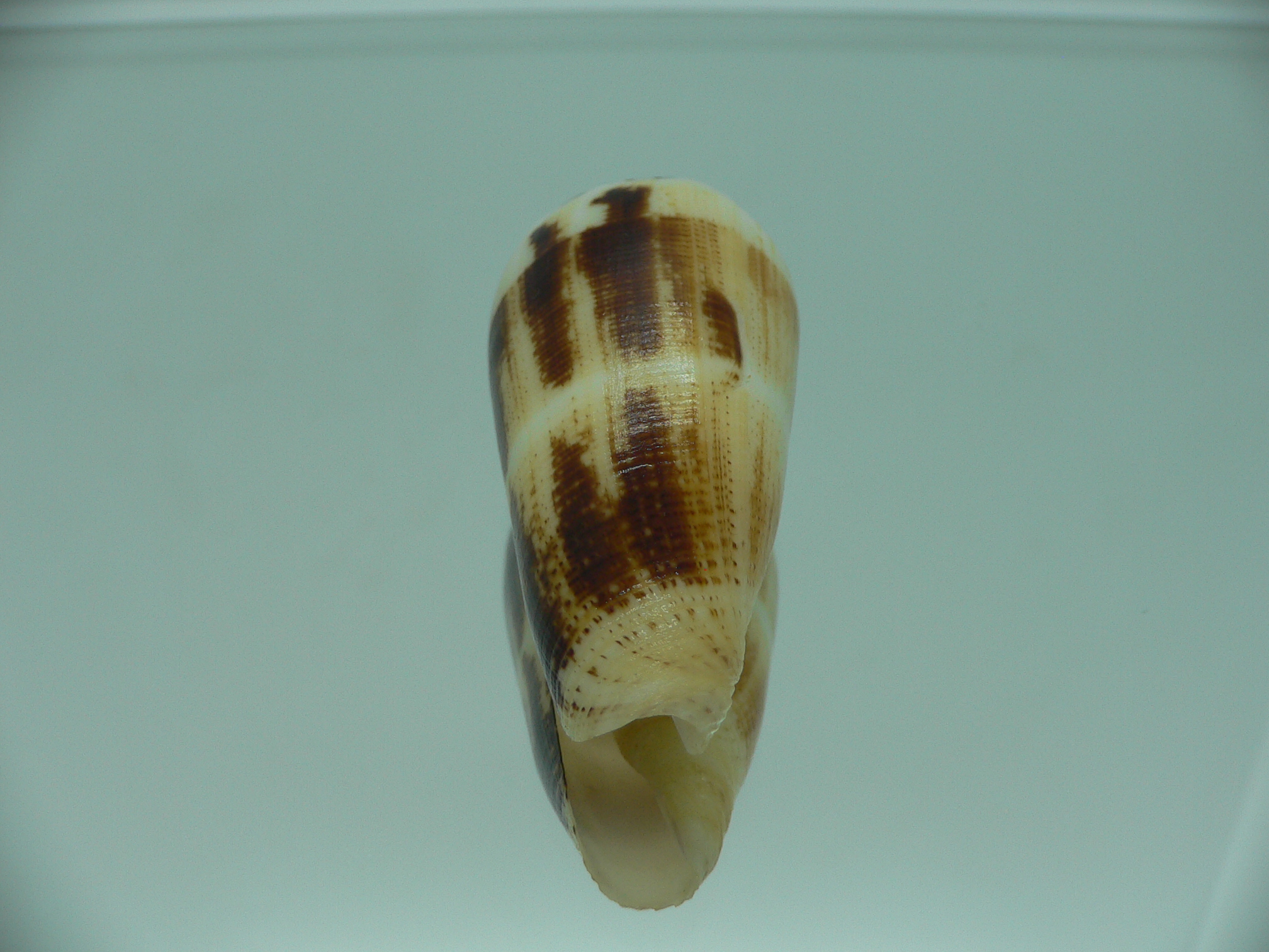 Conus magus raphanus (var.) SUPER COLOR