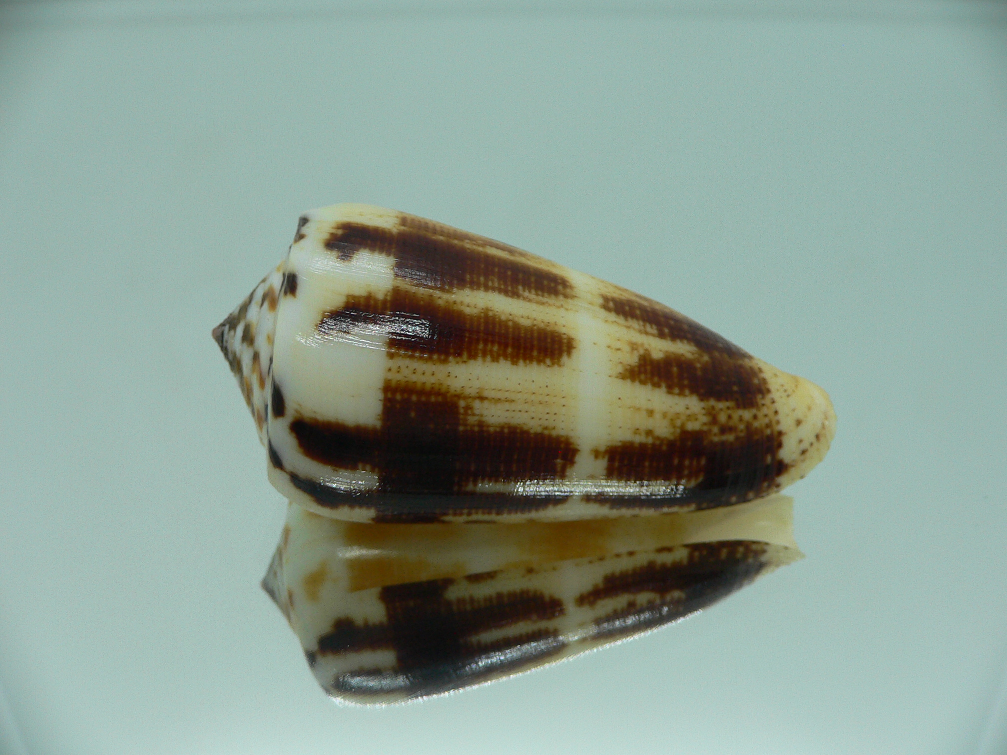 Conus magus raphanus (var.) SUPER COLOR