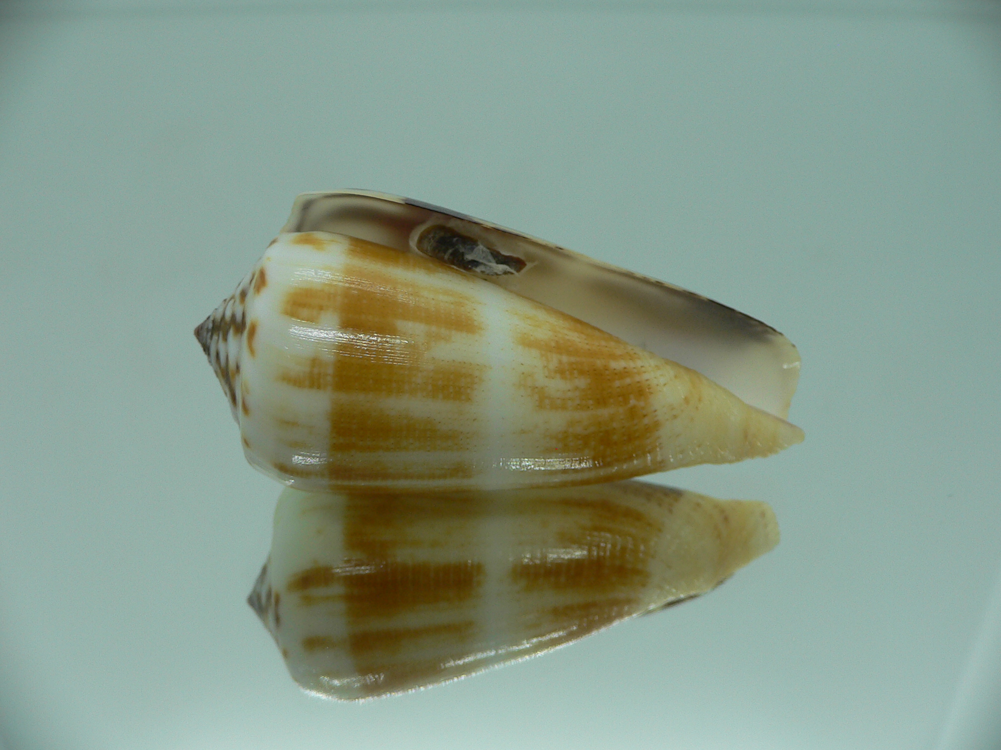 Conus magus raphanus (var.) SUPER COLOR