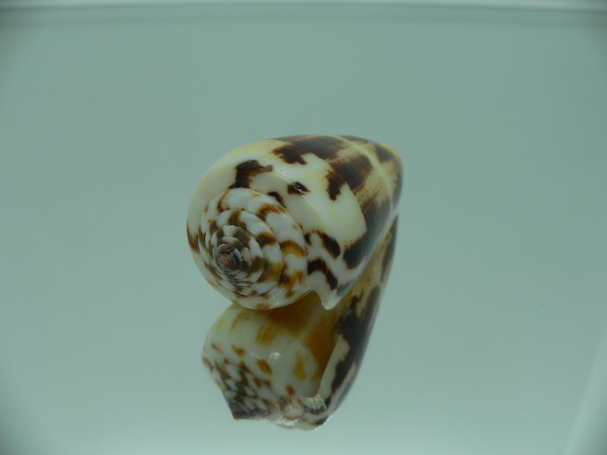 Conus magus raphanus (var.) SUPER COLOR