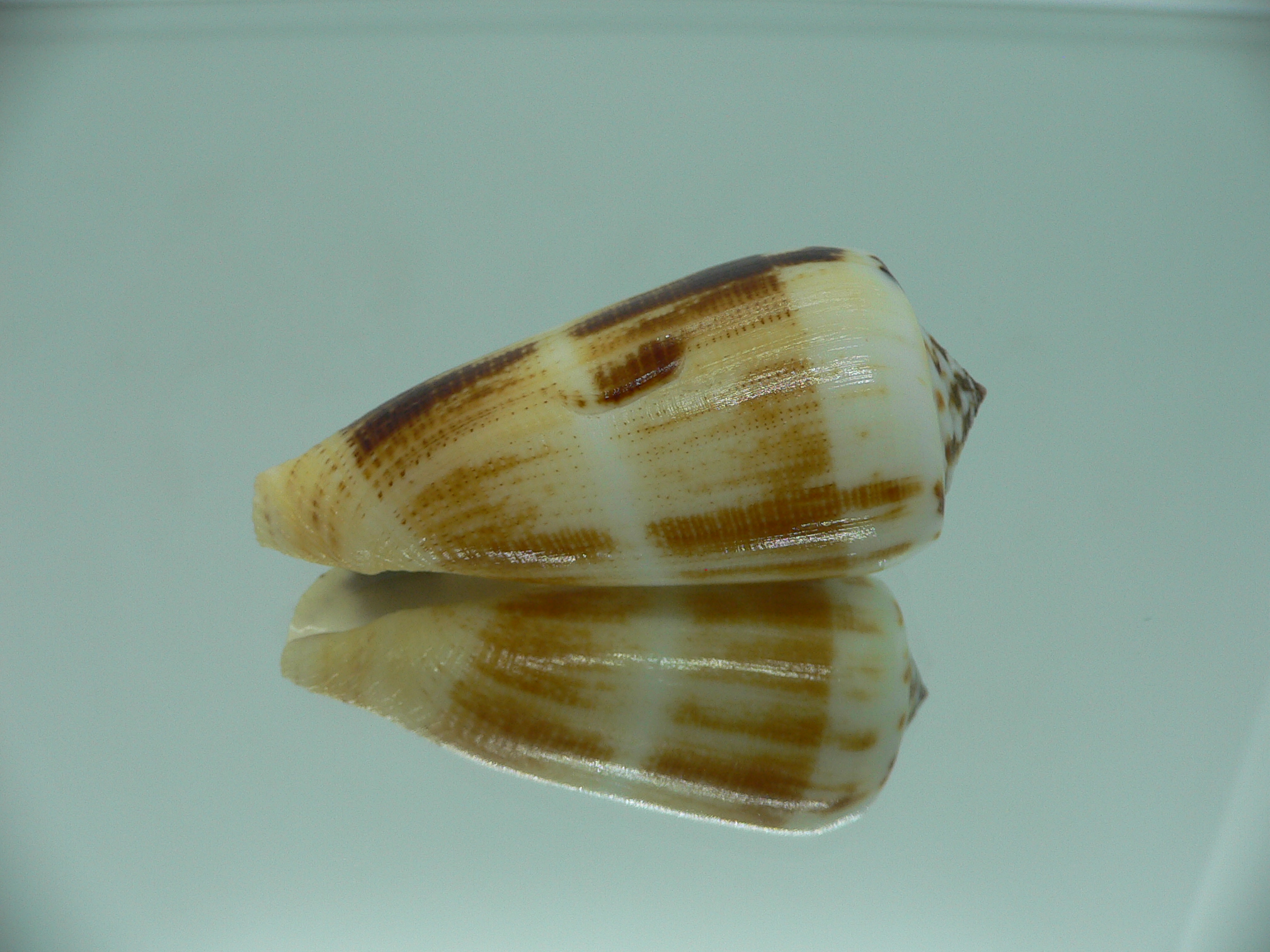 Conus magus raphanus (var.) SUPER COLOR