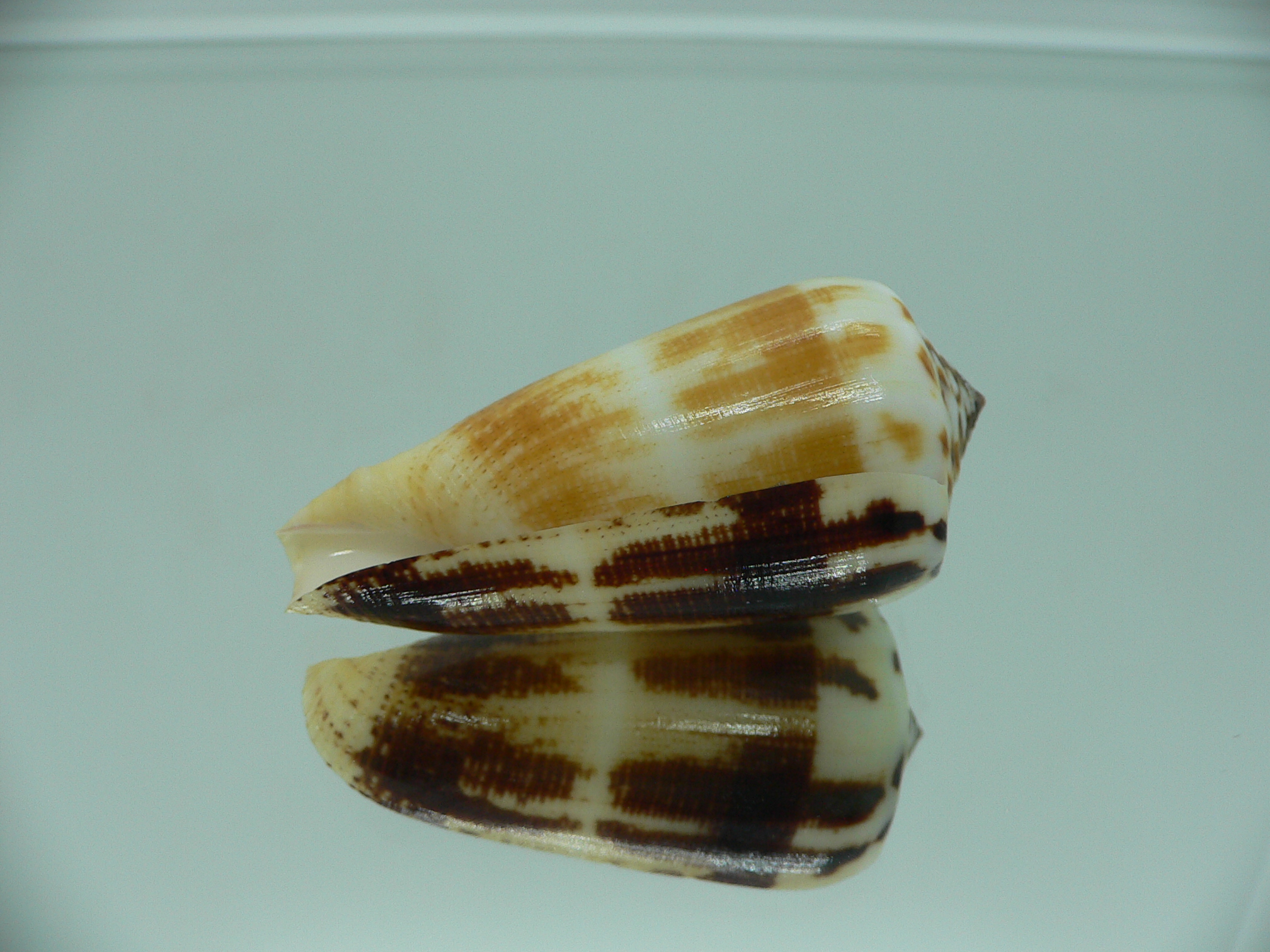 Conus magus raphanus (var.) SUPER COLOR