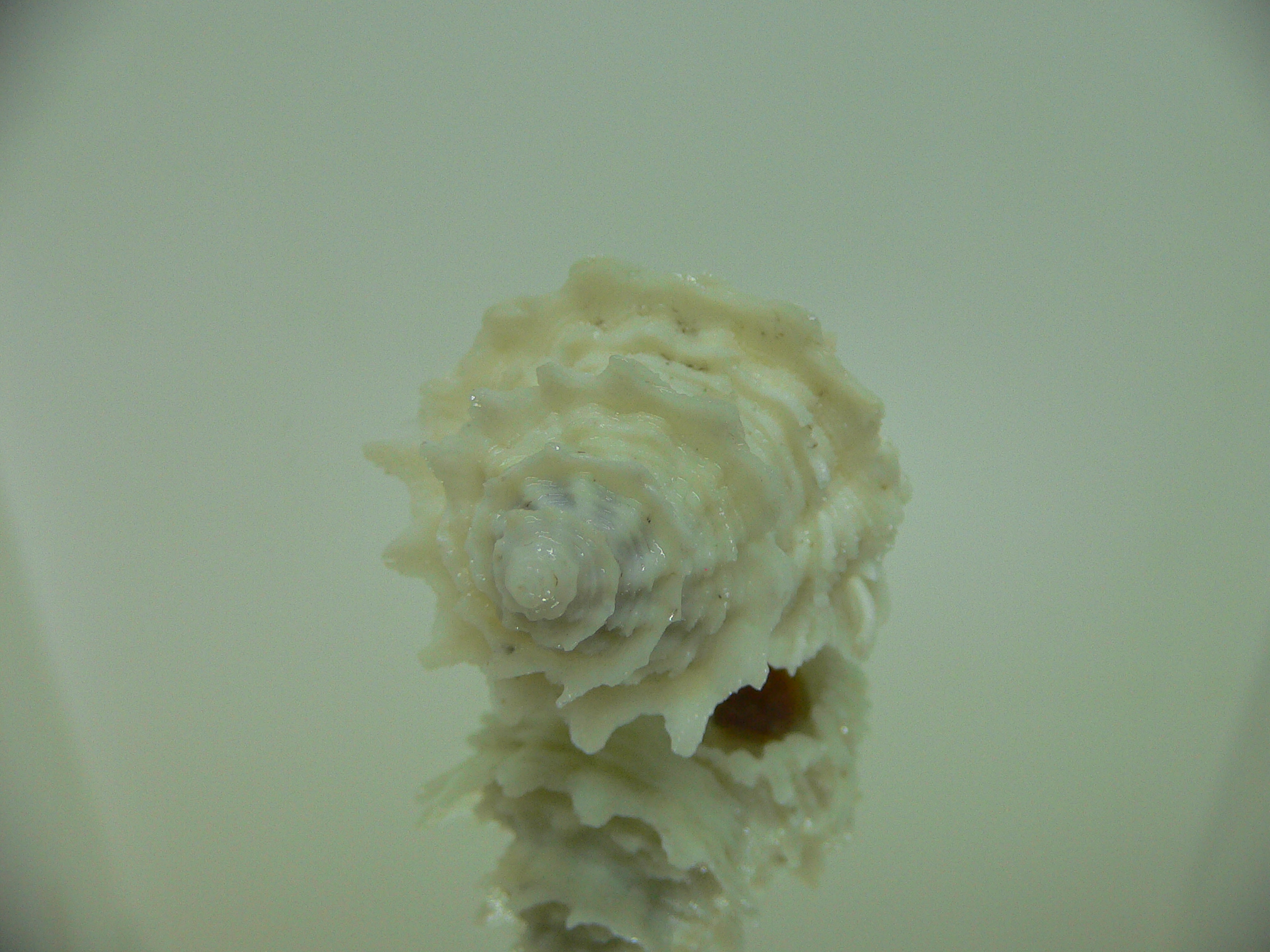 Babelomurex japonicus BIG & COLOR