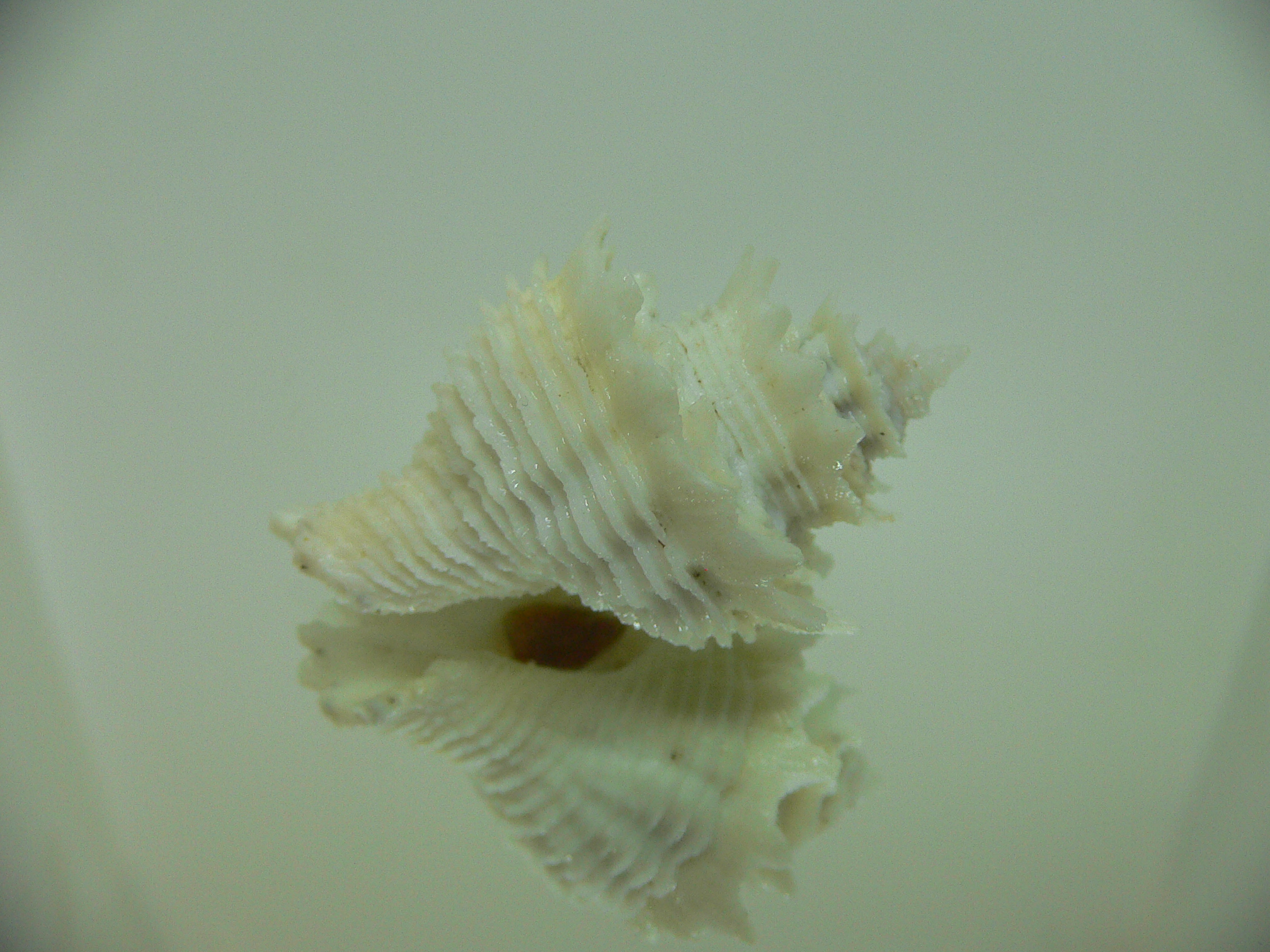Babelomurex japonicus BIG & COLOR