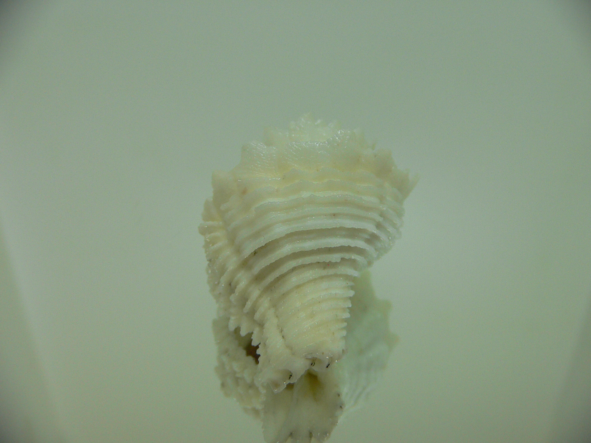 Babelomurex japonicus BIG & COLOR