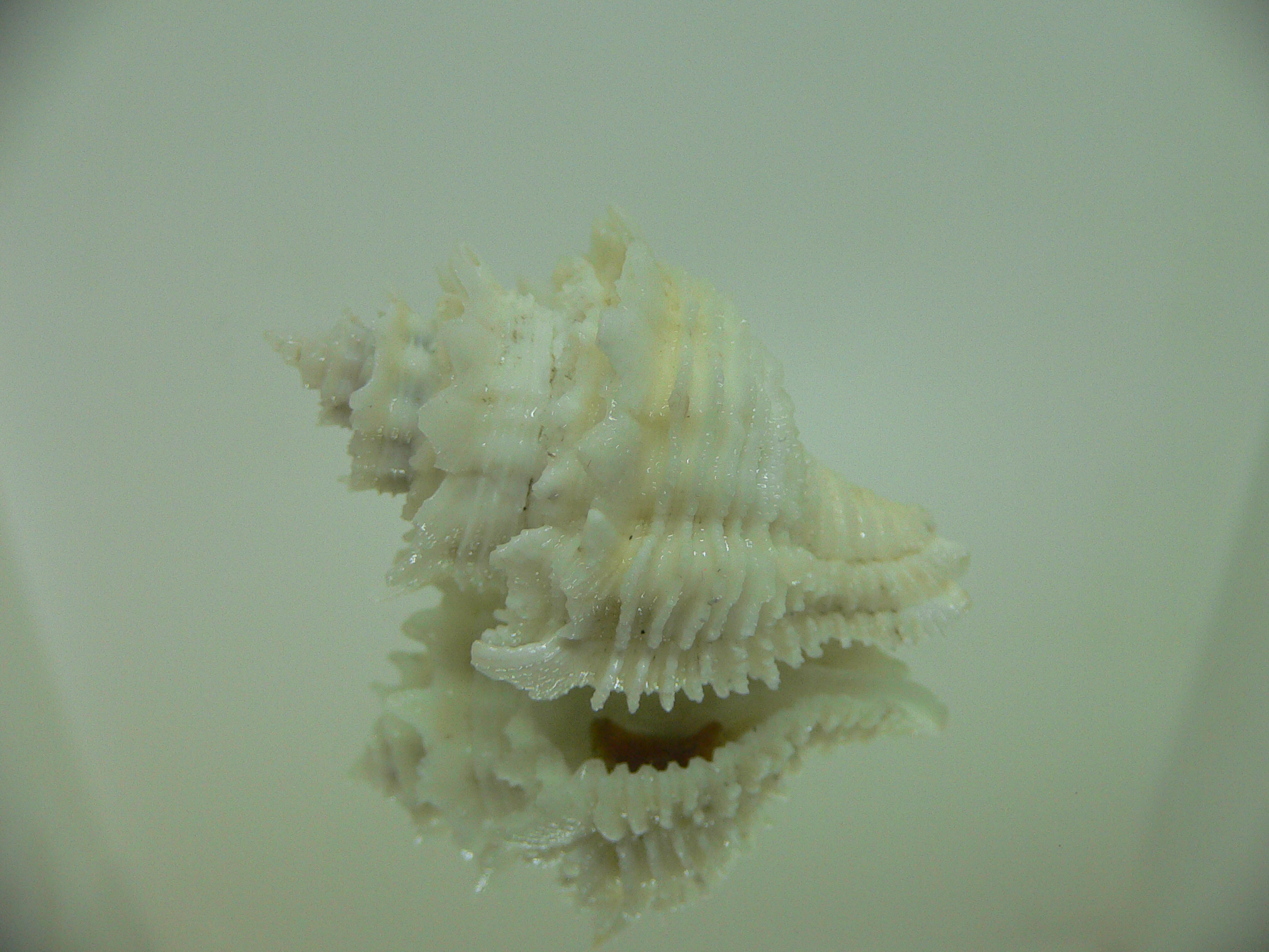 Babelomurex japonicus BIG & COLOR