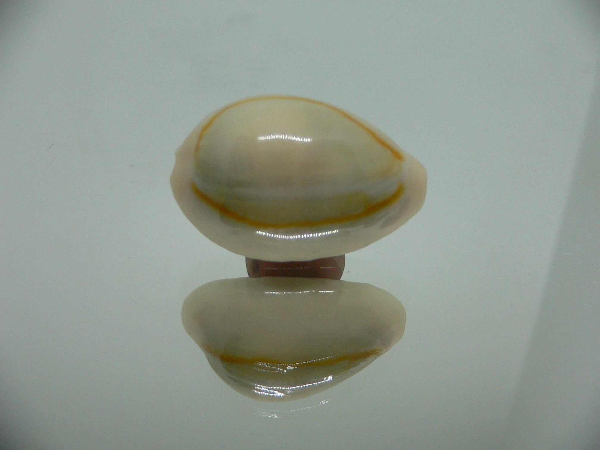 Cypraea annulus annulus BIG & SUPER