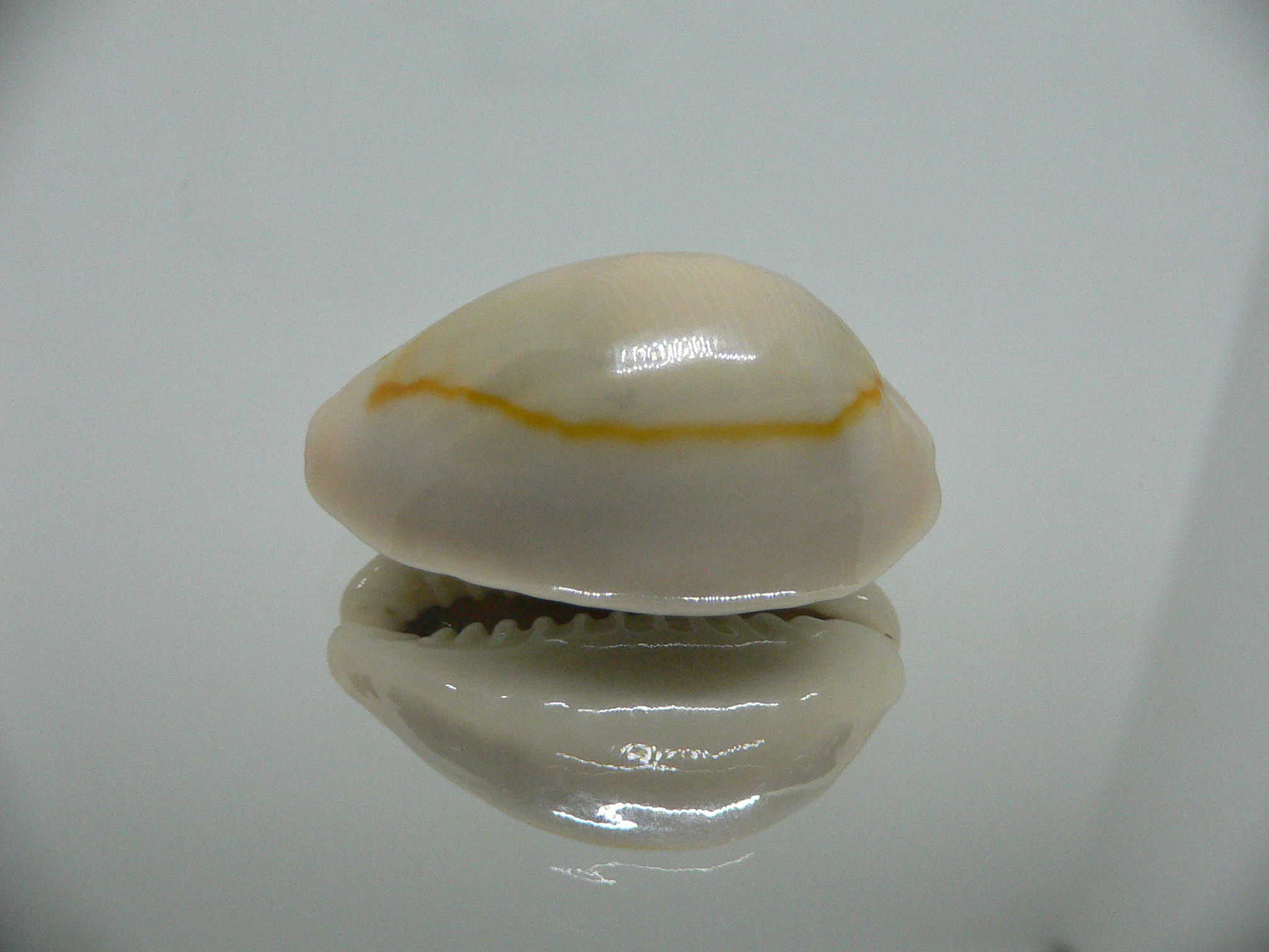 Cypraea annulus annulus BIG & SUPER