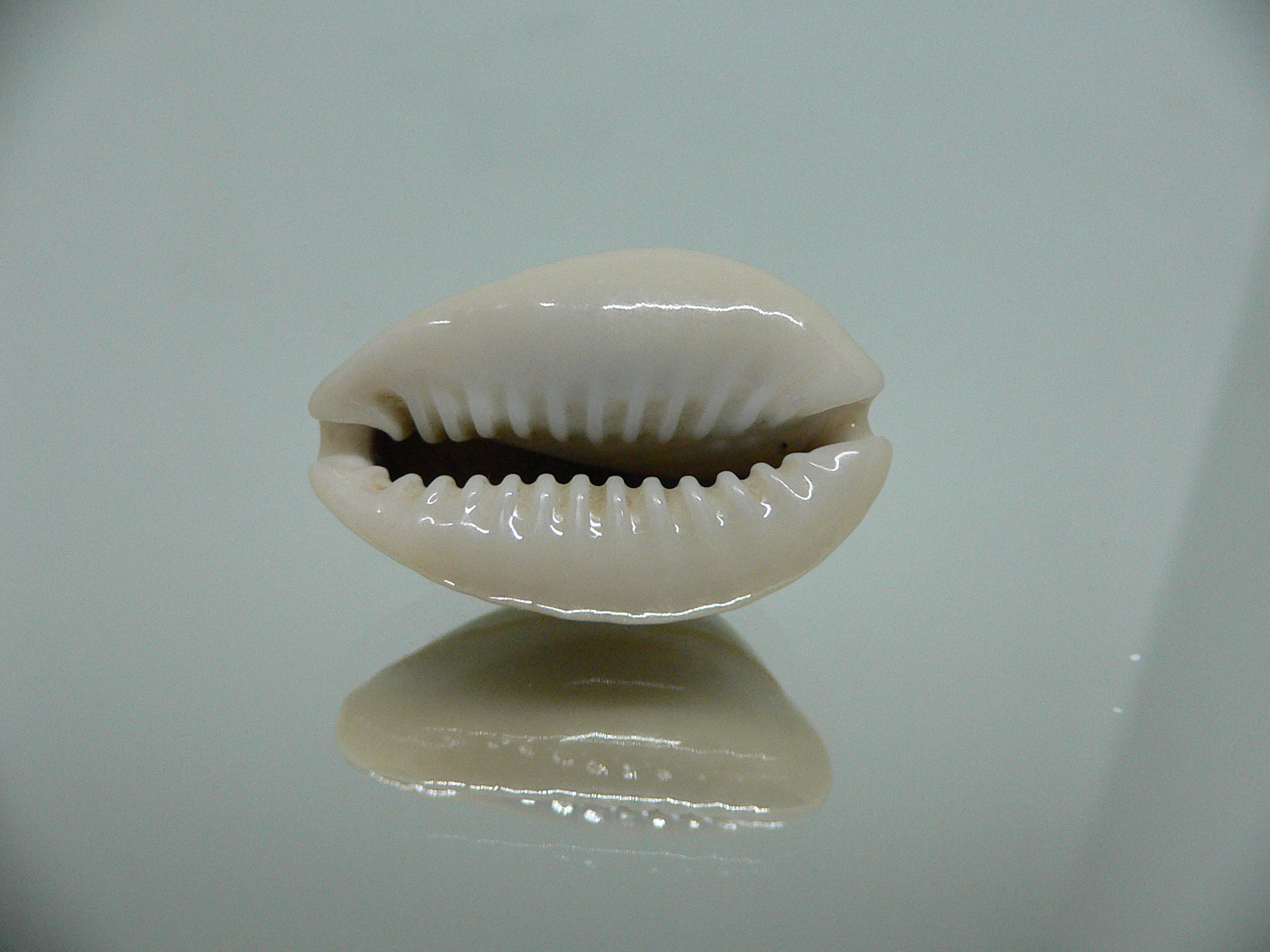 Cypraea annulus annulus BIG & SUPER