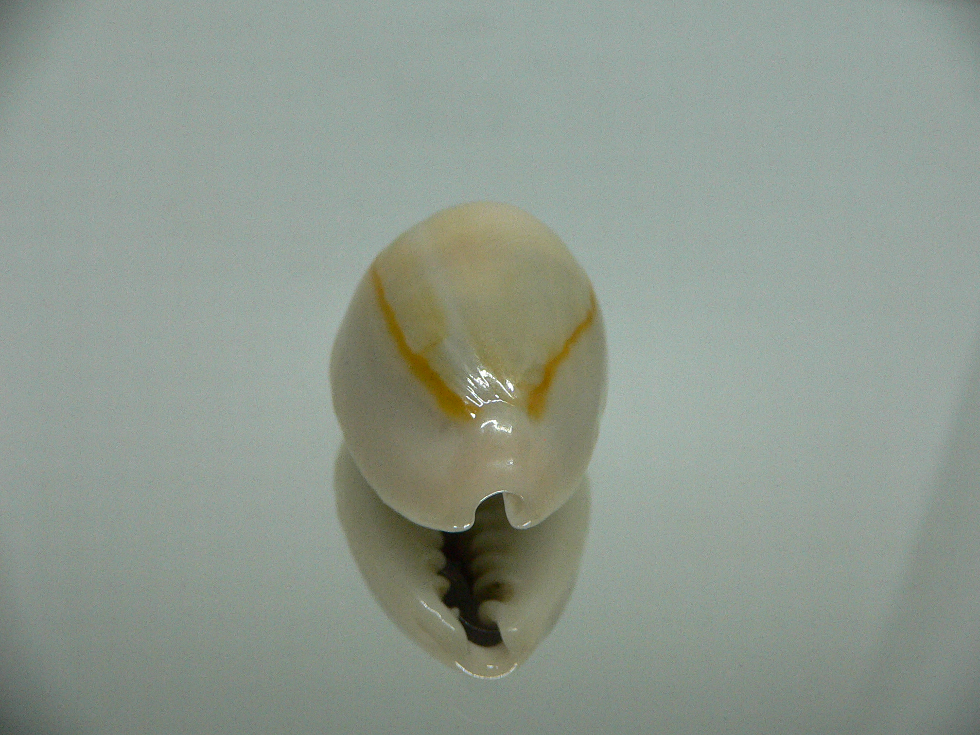 Cypraea annulus annulus BIG & SUPER