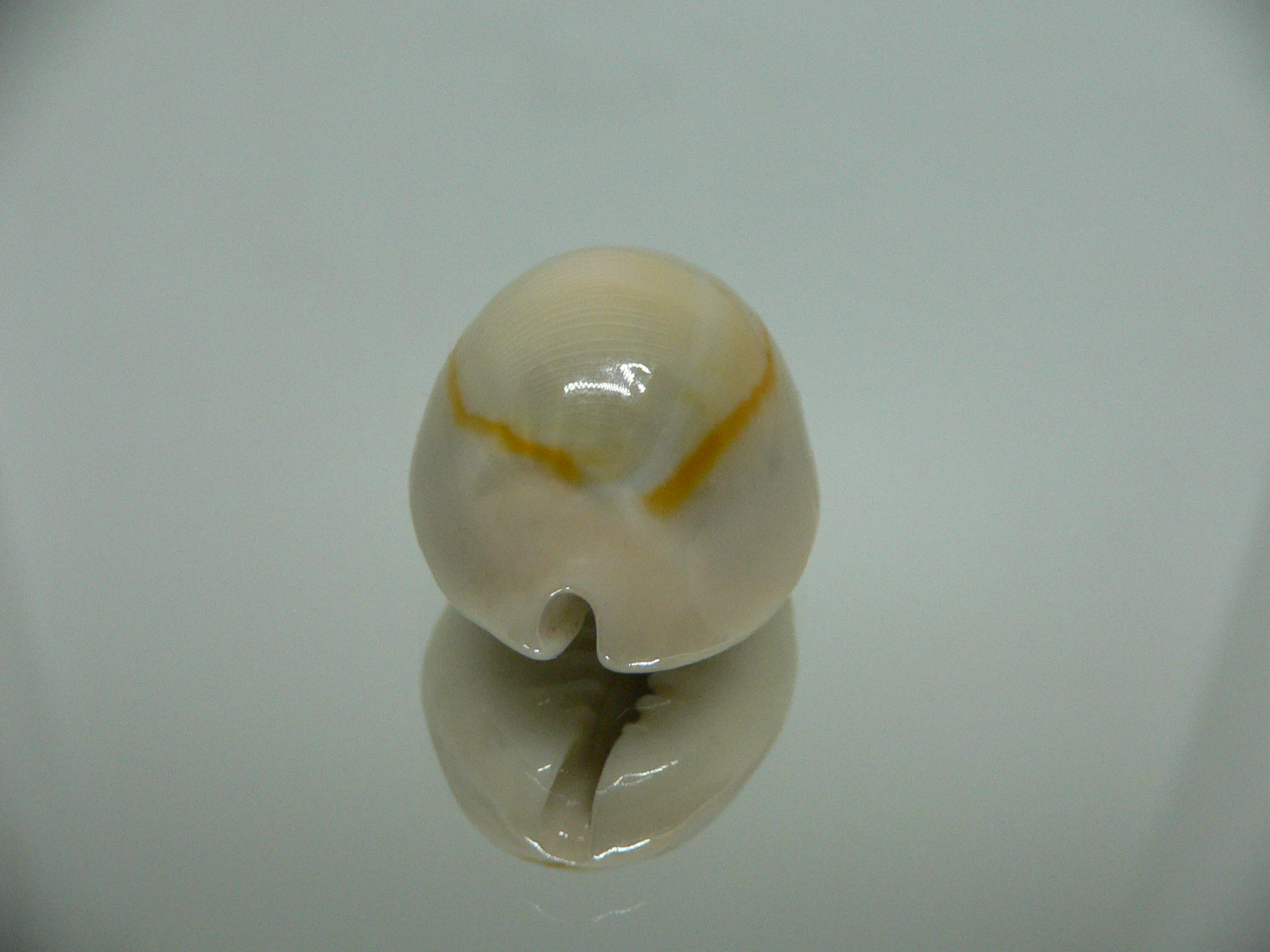 Cypraea annulus annulus BIG & SUPER