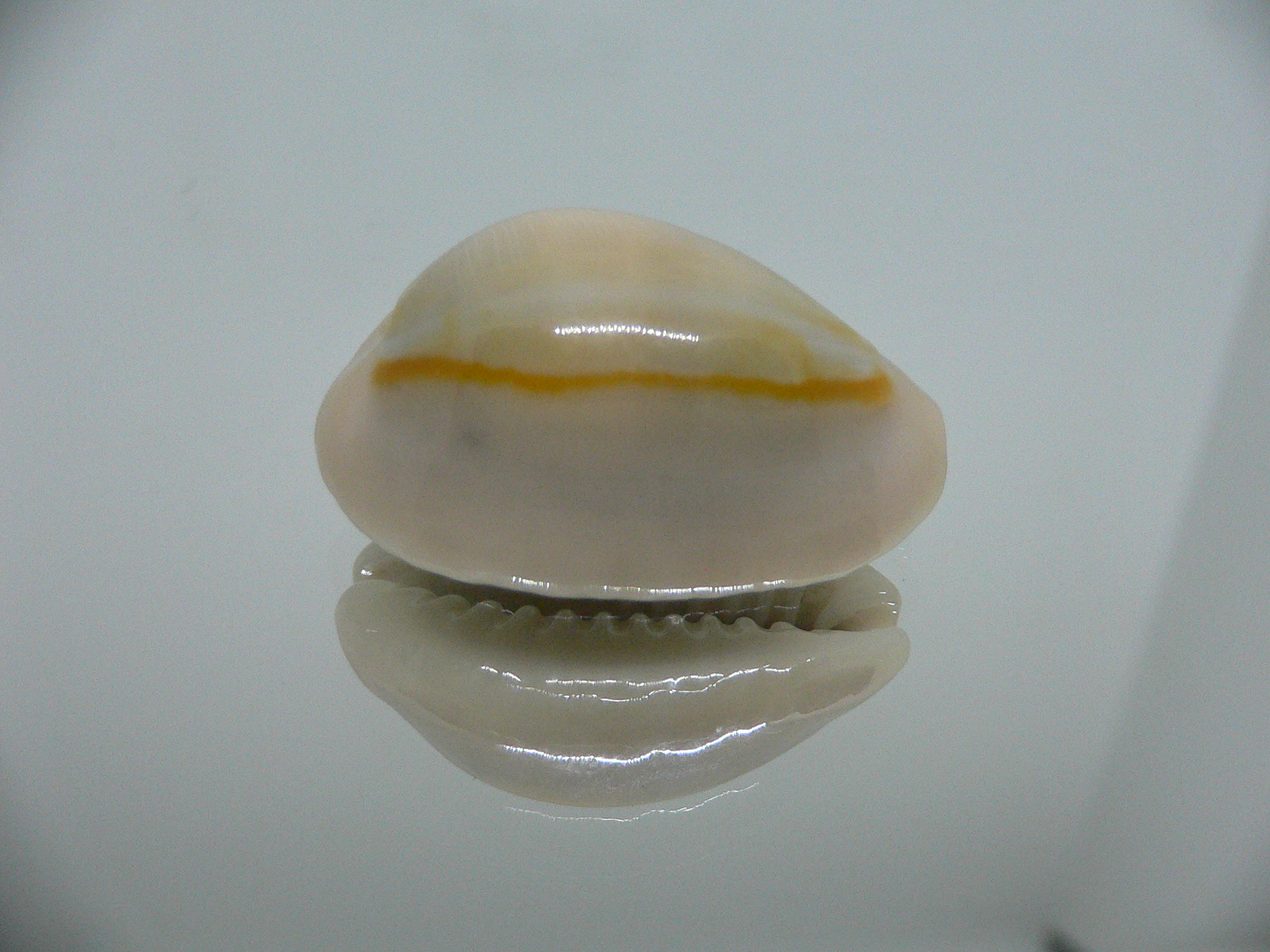 Cypraea annulus annulus BIG & SUPER