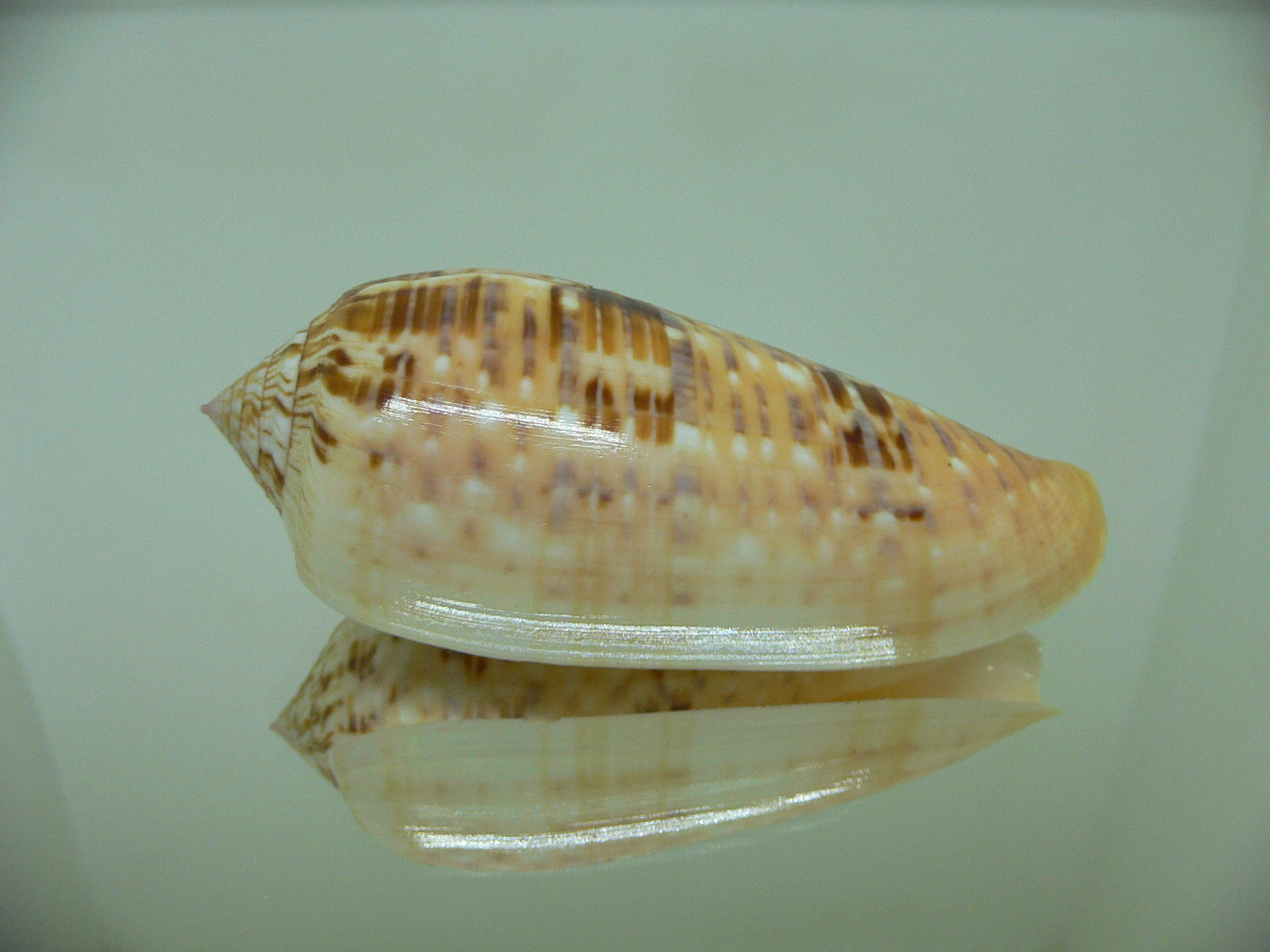 Conus dusaveli DARK & Big