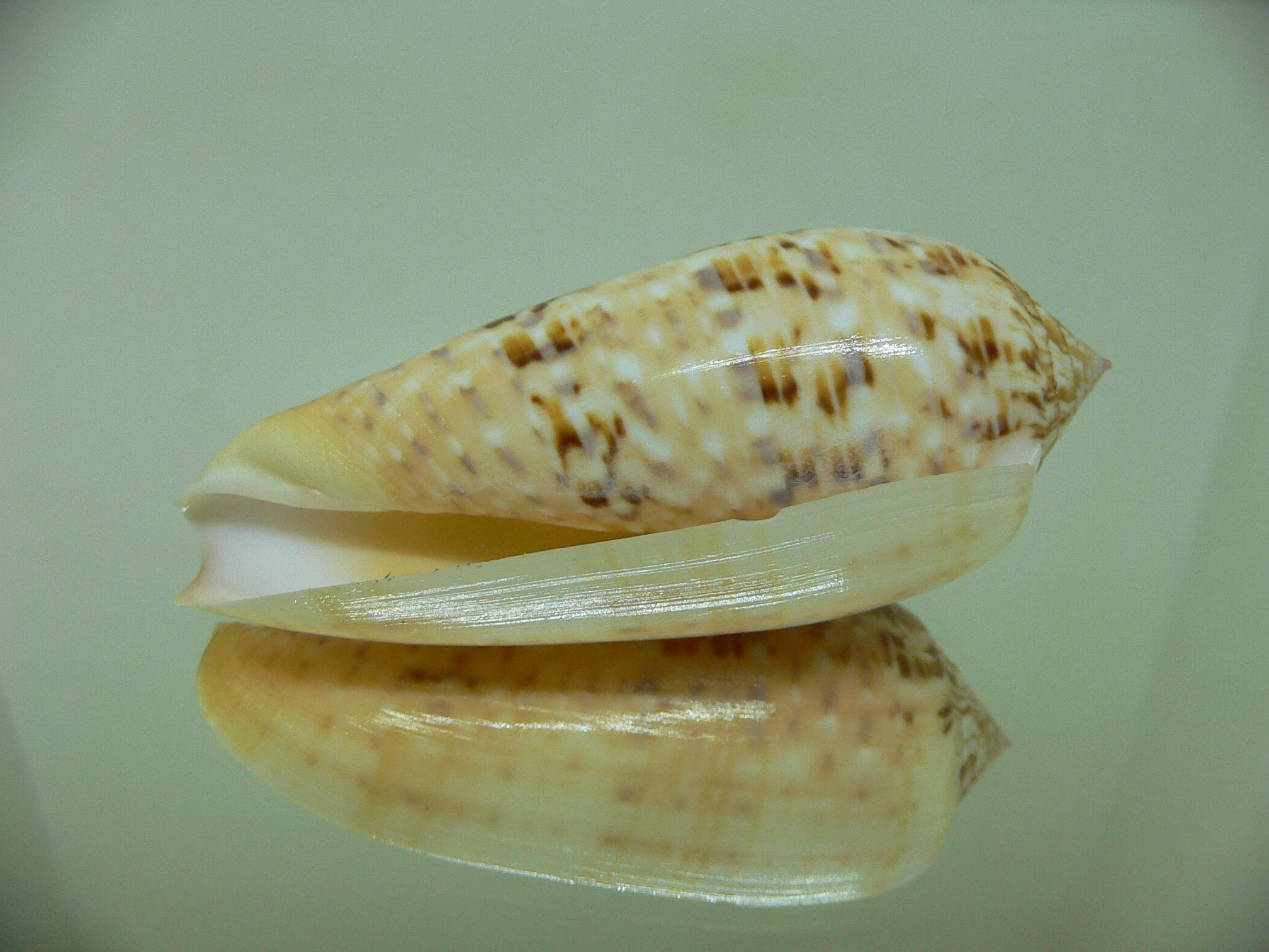 Conus dusaveli DARK & Big