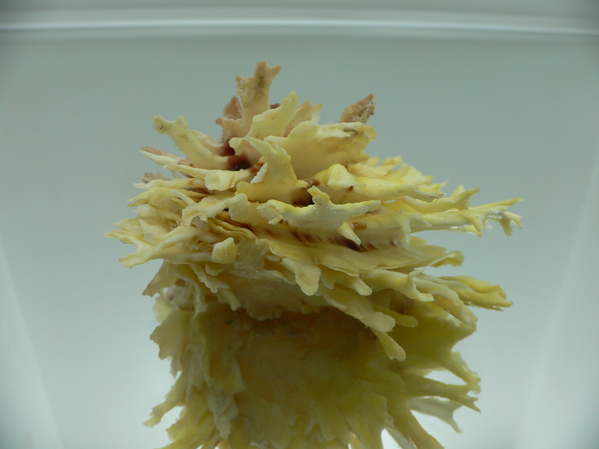 Chama lazarus TRICOLOR