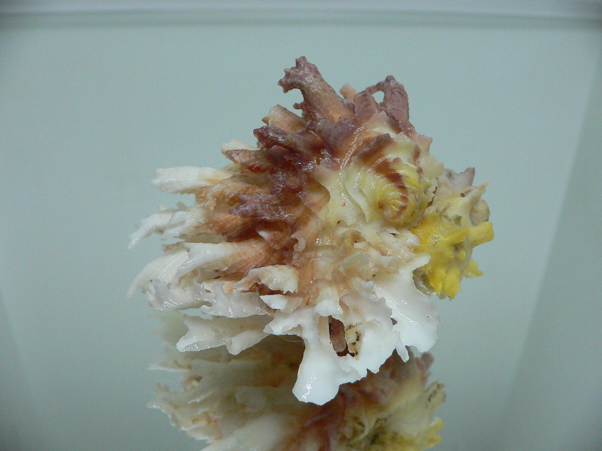 Chama lazarus TRICOLOR