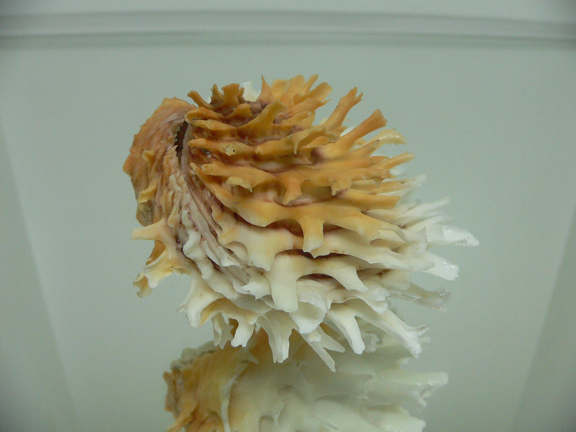 Chama lazarus ORANGE-WHITE