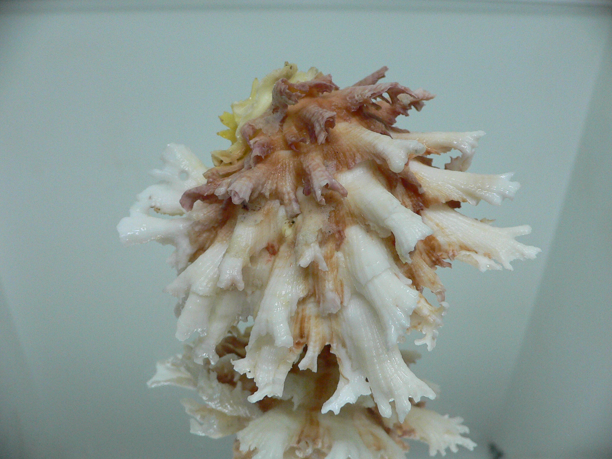 Chama lazarus TRICOLOR