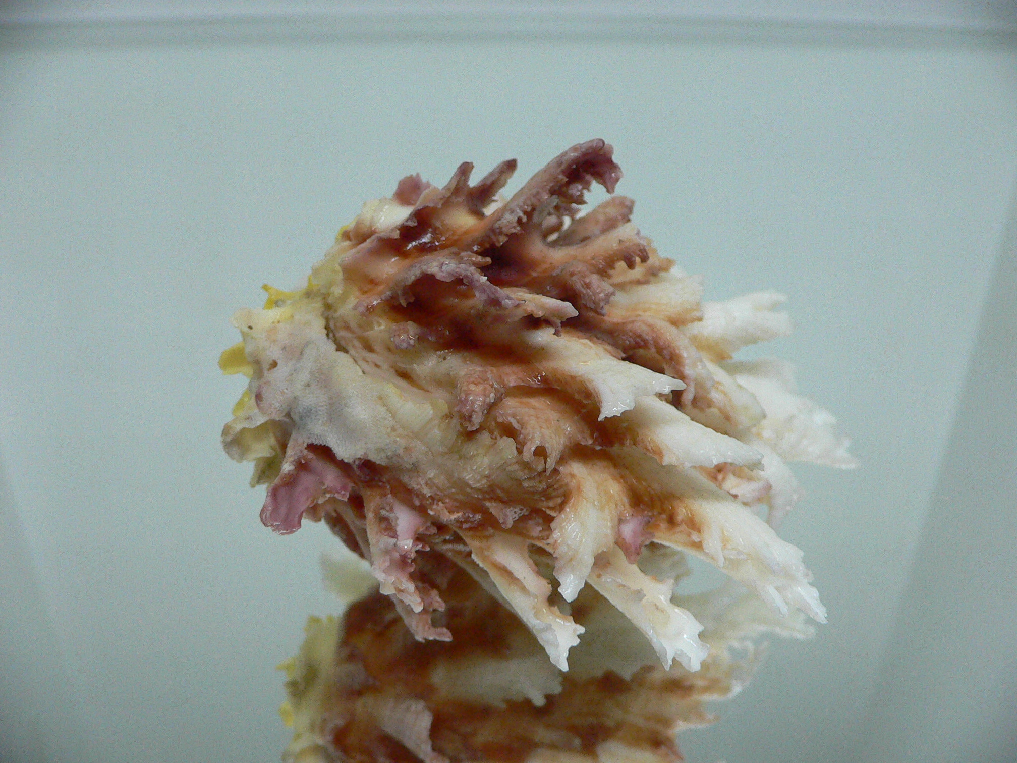 Chama lazarus TRICOLOR