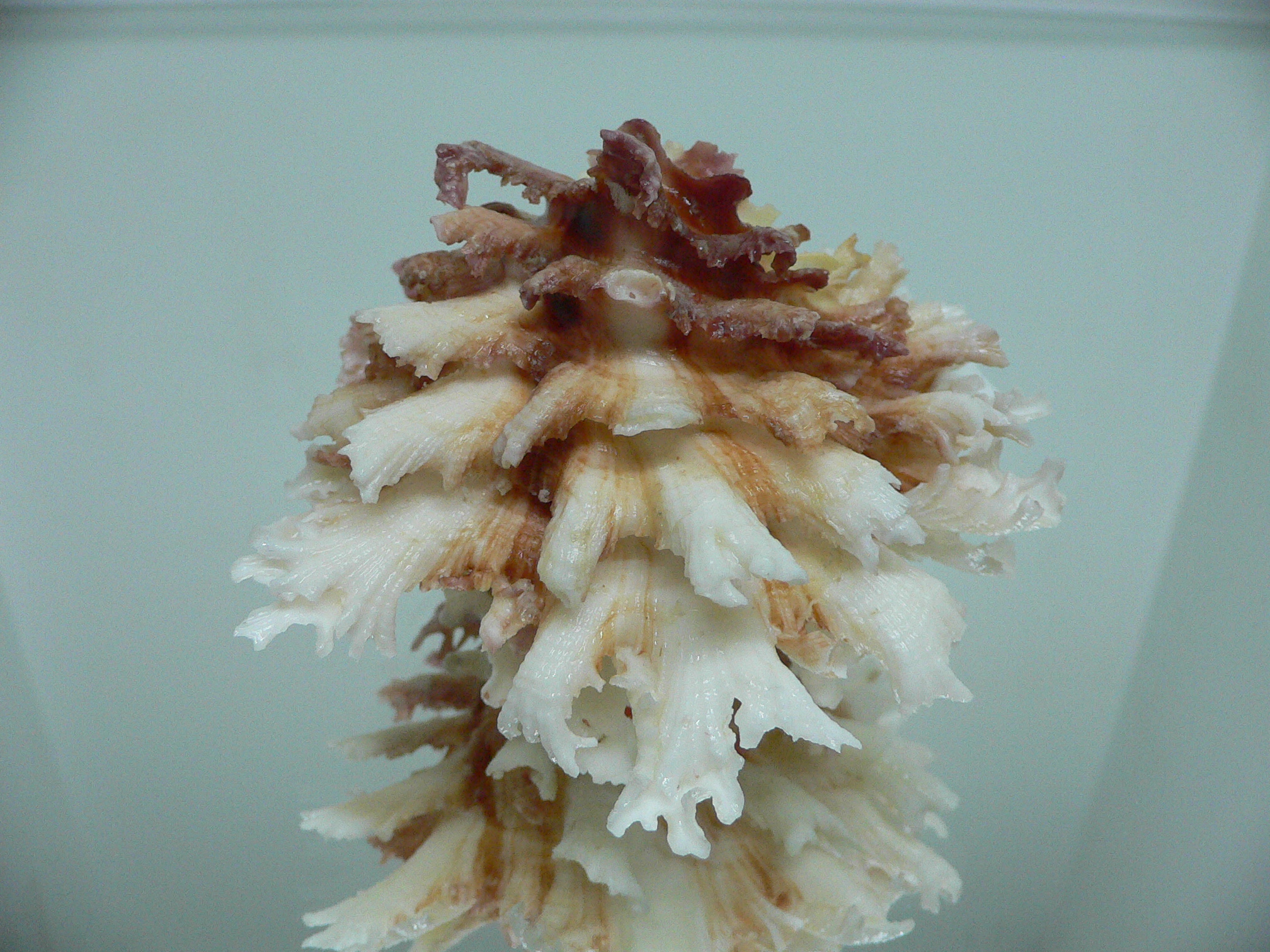 Chama lazarus TRICOLOR