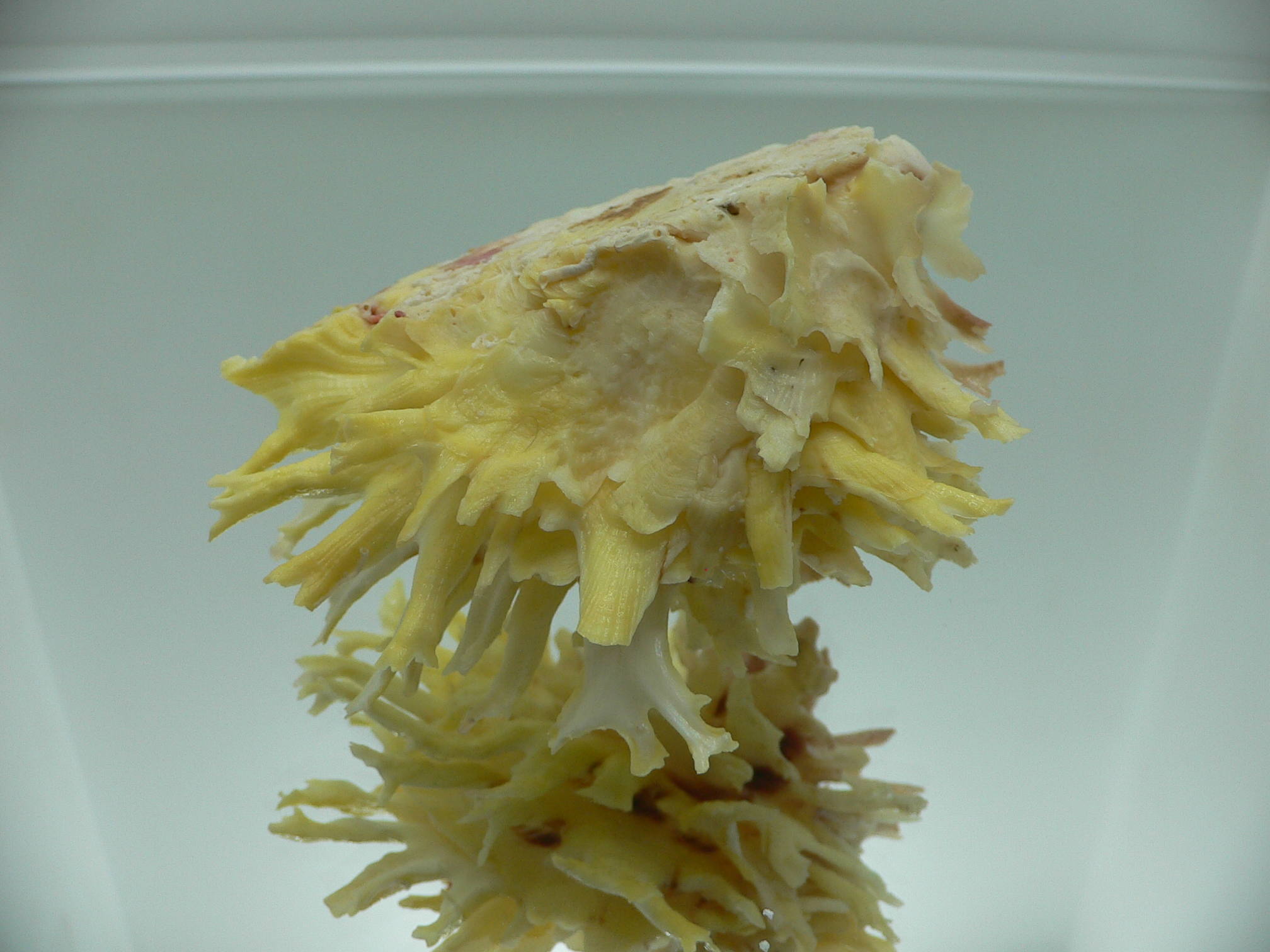 Chama lazarus TRICOLOR