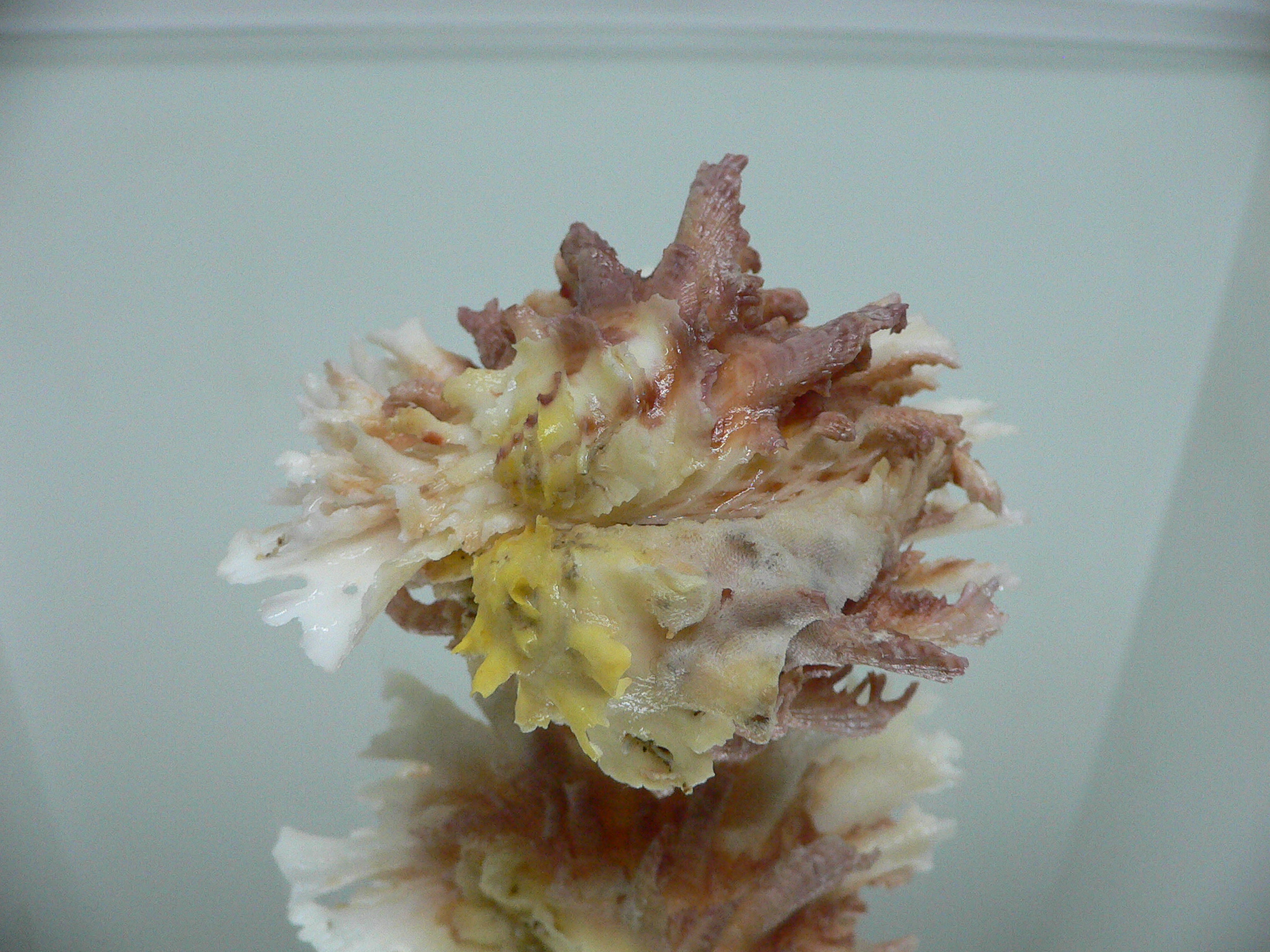 Chama lazarus TRICOLOR